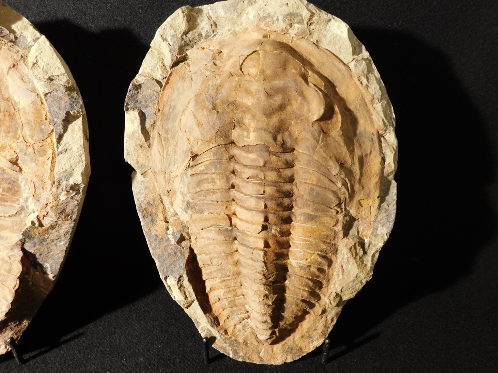 HUGE! 530 Million Year OLD! Andalusiana Trilobite Fossil Anif Morocco 3242gr