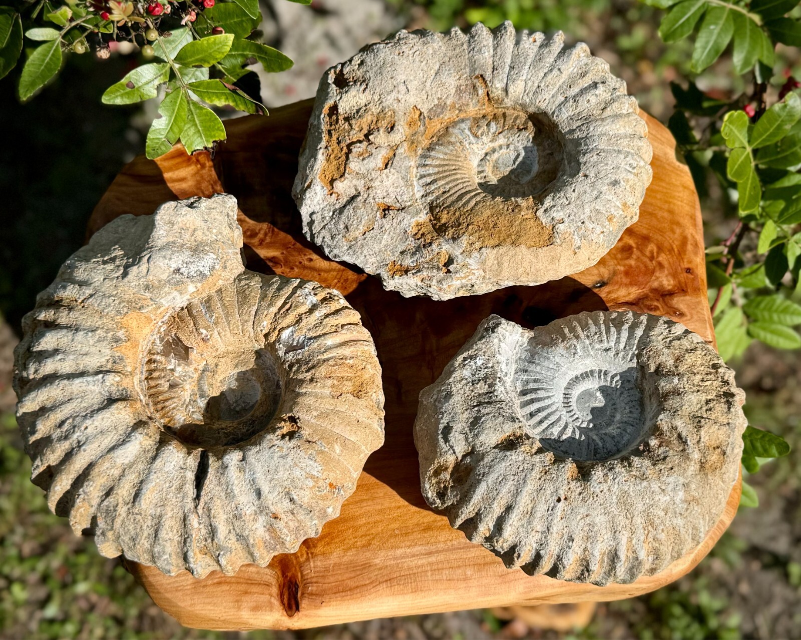 Jumbo Natural Ammonite Fossils From Morocco, 6 - 8" Raw Ammonite Specimens