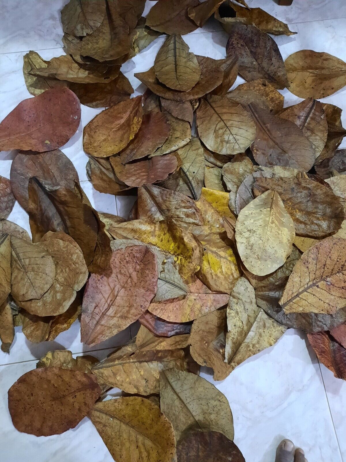 120g LARGE Indian Almond Catappa Ketapang Leaf Leaves Aquarium Betta Fish Shrimp