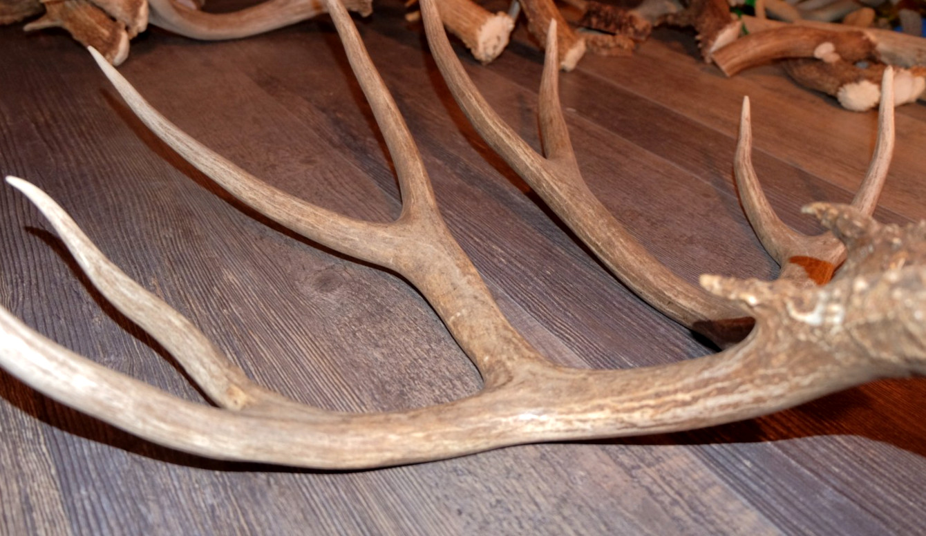 Nice Set Mule Deer Antlers Sheds Taxidermy Mount Cabin Decor Buck Horns