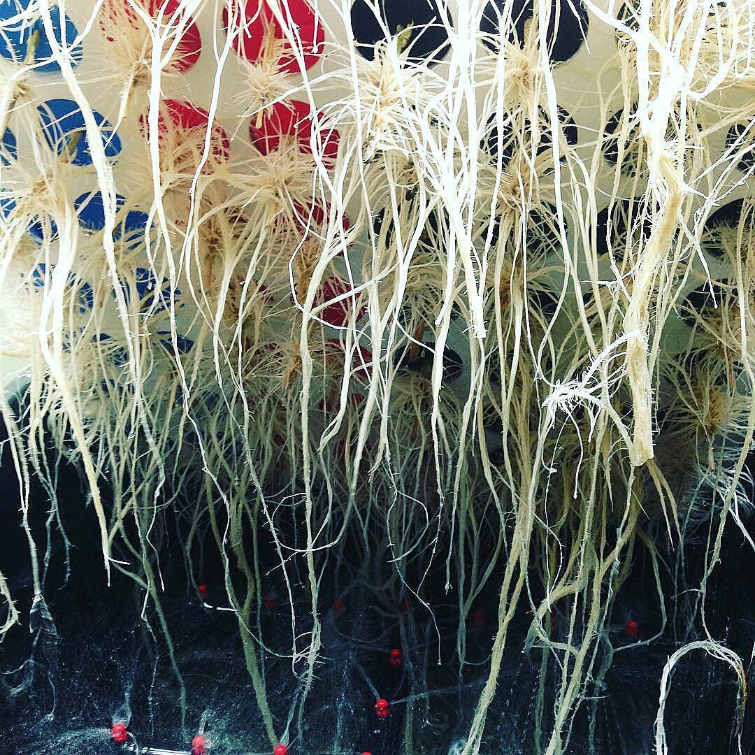 CLONE KING AEROPONIC CLONING MACHINE 25 SITE CLONER 100% WILL ROOT VERY EASY