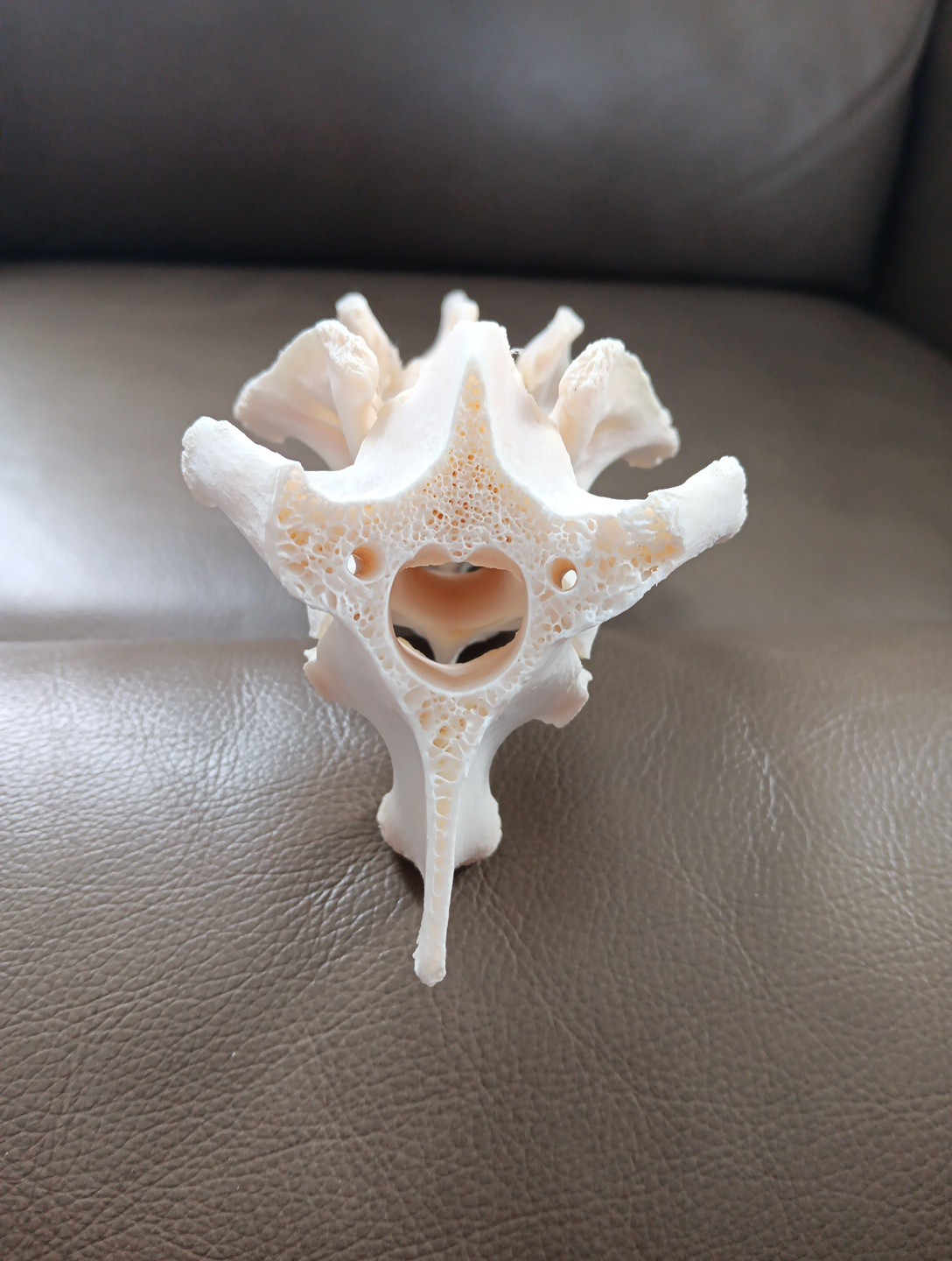 Deer Spine Connected 3 Vertebrae Professionally Cleaned Whitened Taxidermy Buck