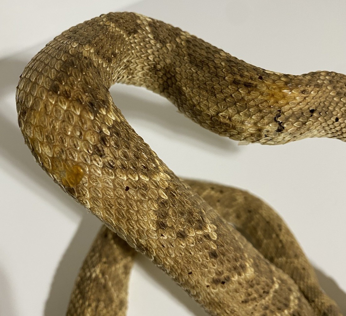 Rattlesnake Taxidermy Mount Rattle Snake Taxidermy Reptile - Cabin Western Decor