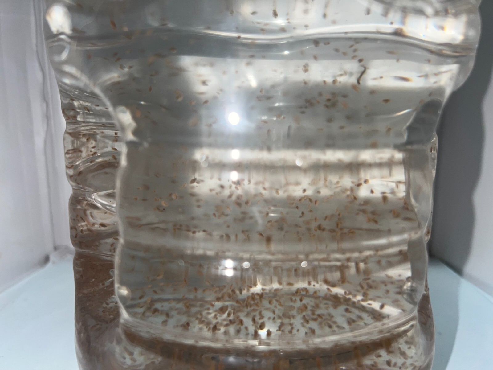 2500 Daphnia Magna (Clean Indoor Culture) Buy 2 get 1 free!