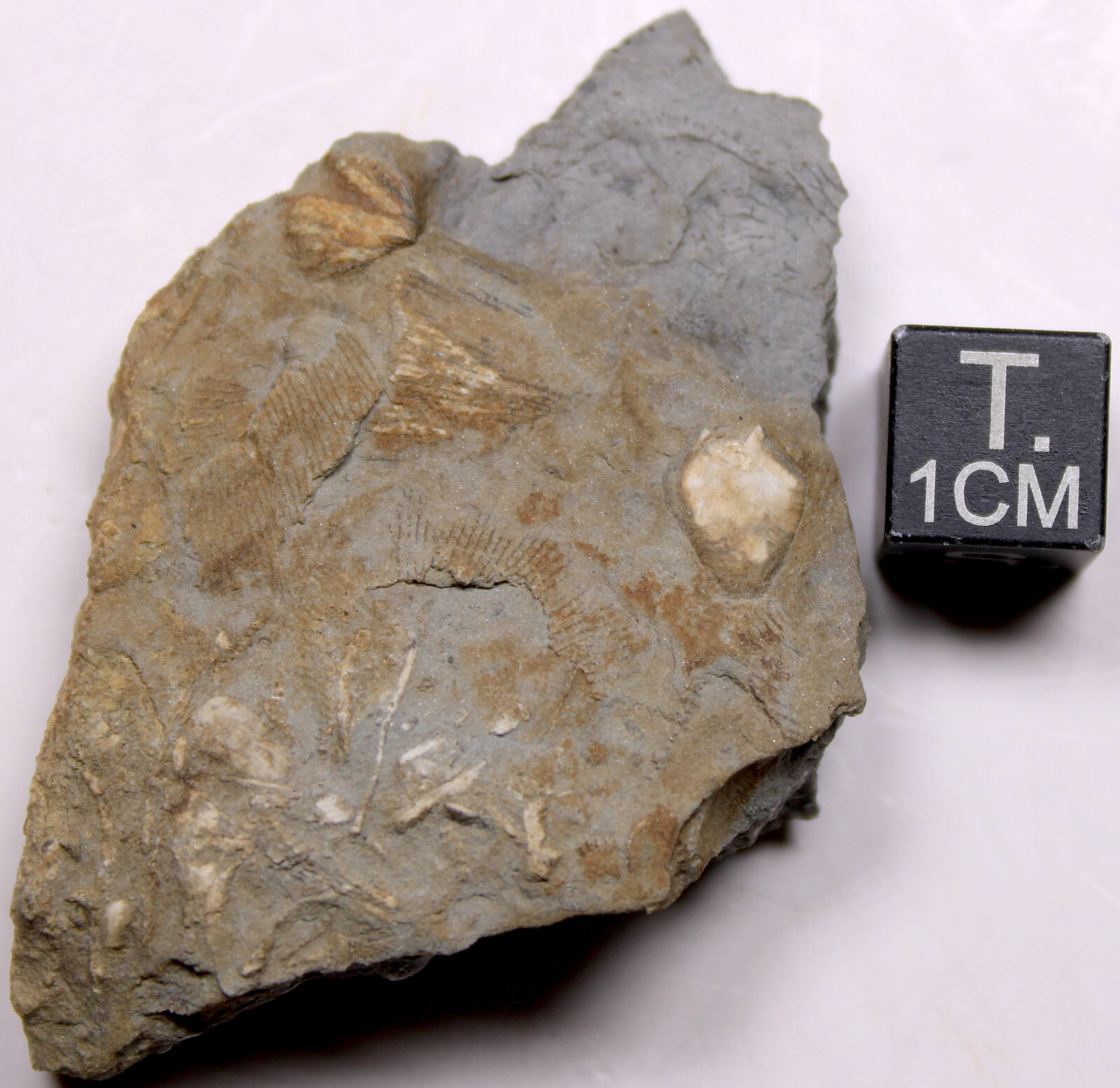 Heteroschisma subtruncatus Devonian Blastoid Fossil Thunder Bay Fm Michigan