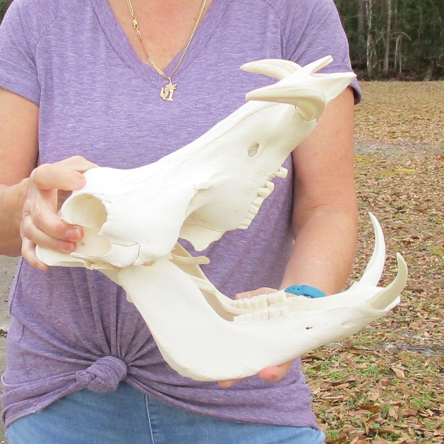 Real South African Warthog Skull w/7 inch teeth taxidermy #51360