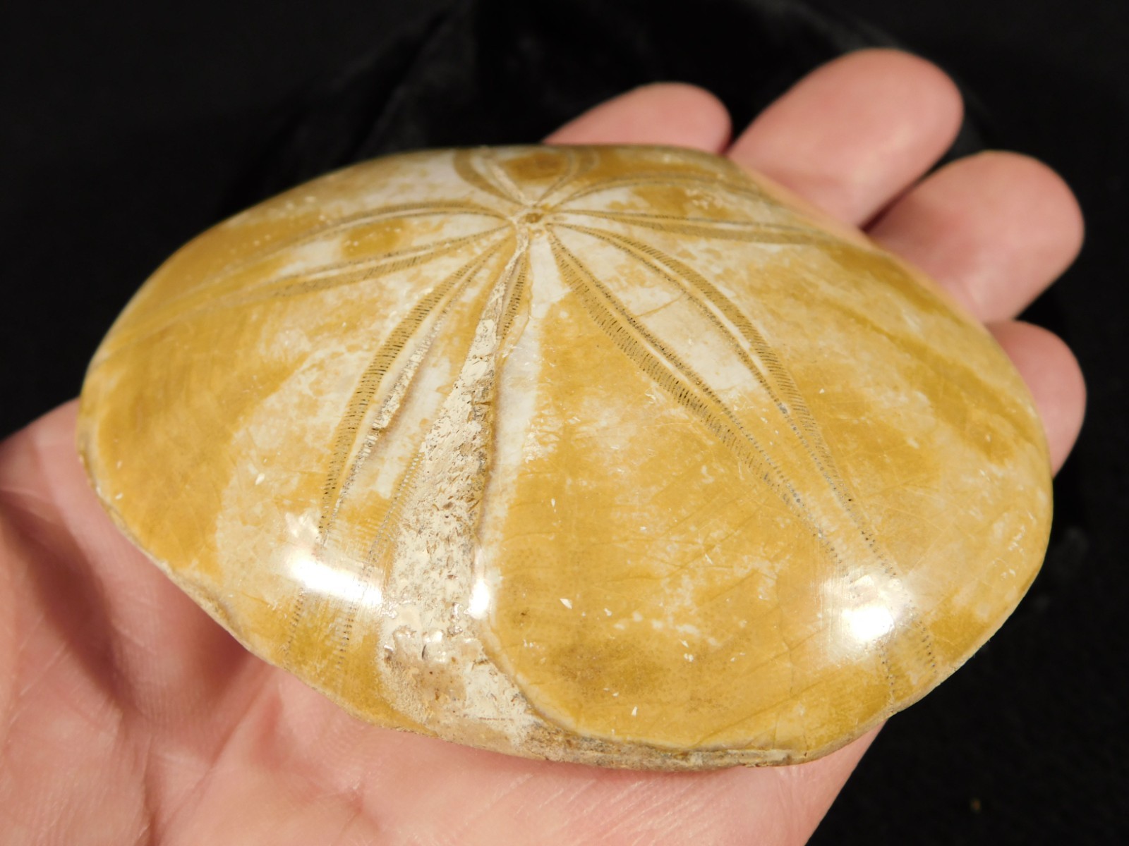 Big! Polished 150 Million Year Old! AAA SAND DOLLAR Fossil Madagascar 211gr