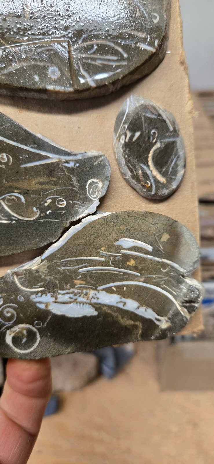 Purisma Formation Fossil Limestone, Cabochon Slabs Preforms 13 Pcs, Flat 135