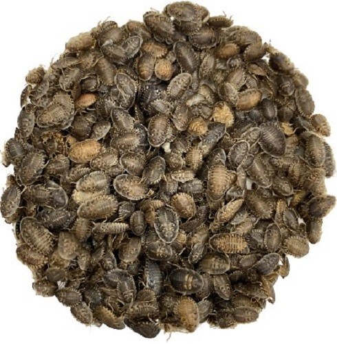 Dubia Roaches Small 3/8" and Under Qty:50-500 Cup USPS Free & FedEx shipping