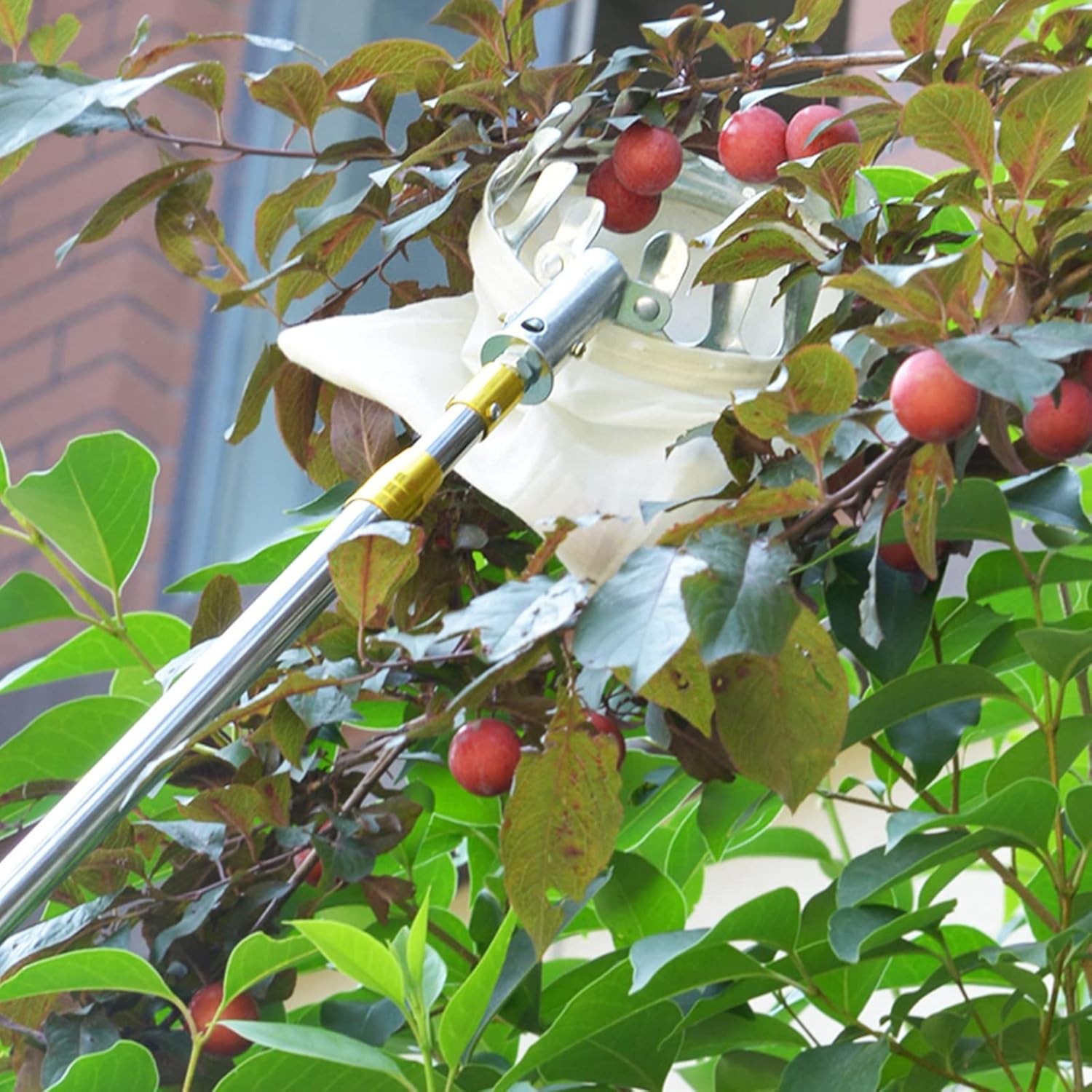 Telescopic Fruit Picker 1.9m, Long Reach Harvest Tool for Apple Pear Picking