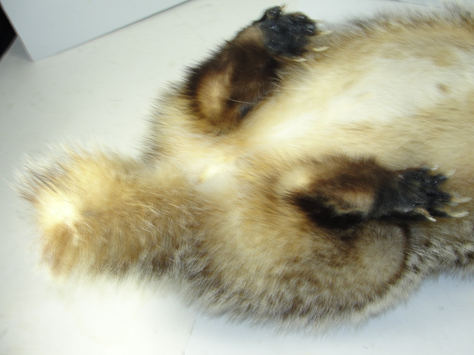 BADGER TAXIDERMY FULL BODY MOUNT BEAUTIFUL IN EXCELLENT CONDITION