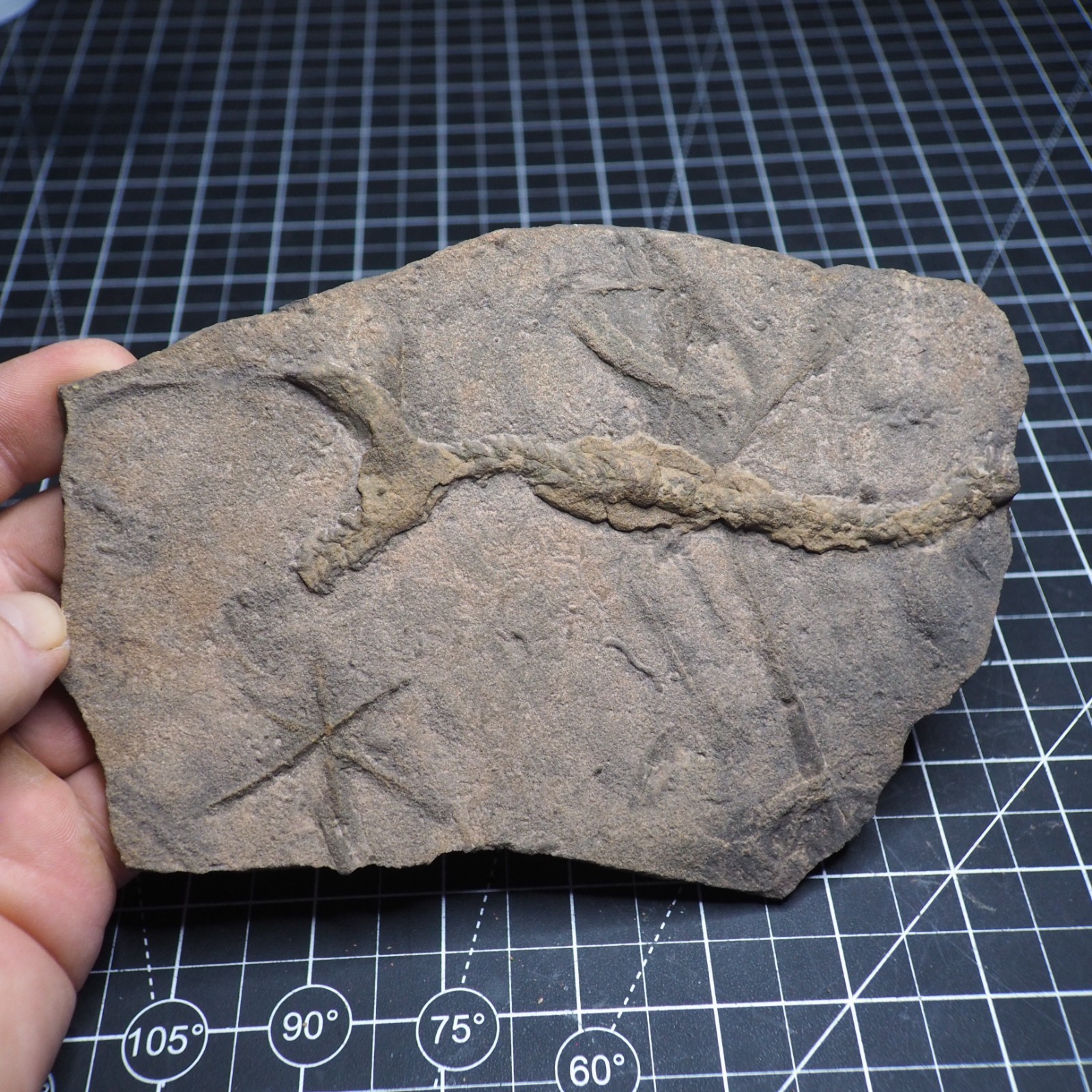 Trilobite Trace Fossil Cruziana Feeding Track Ordovician Morocco Star Trace