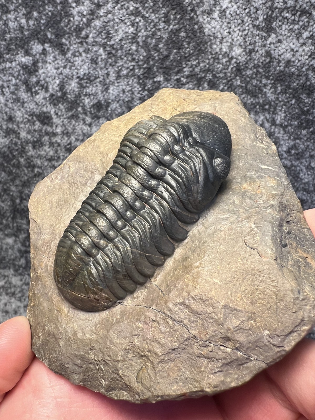 Reedops Trilobite Fossil – Detailed Collector Specimen
