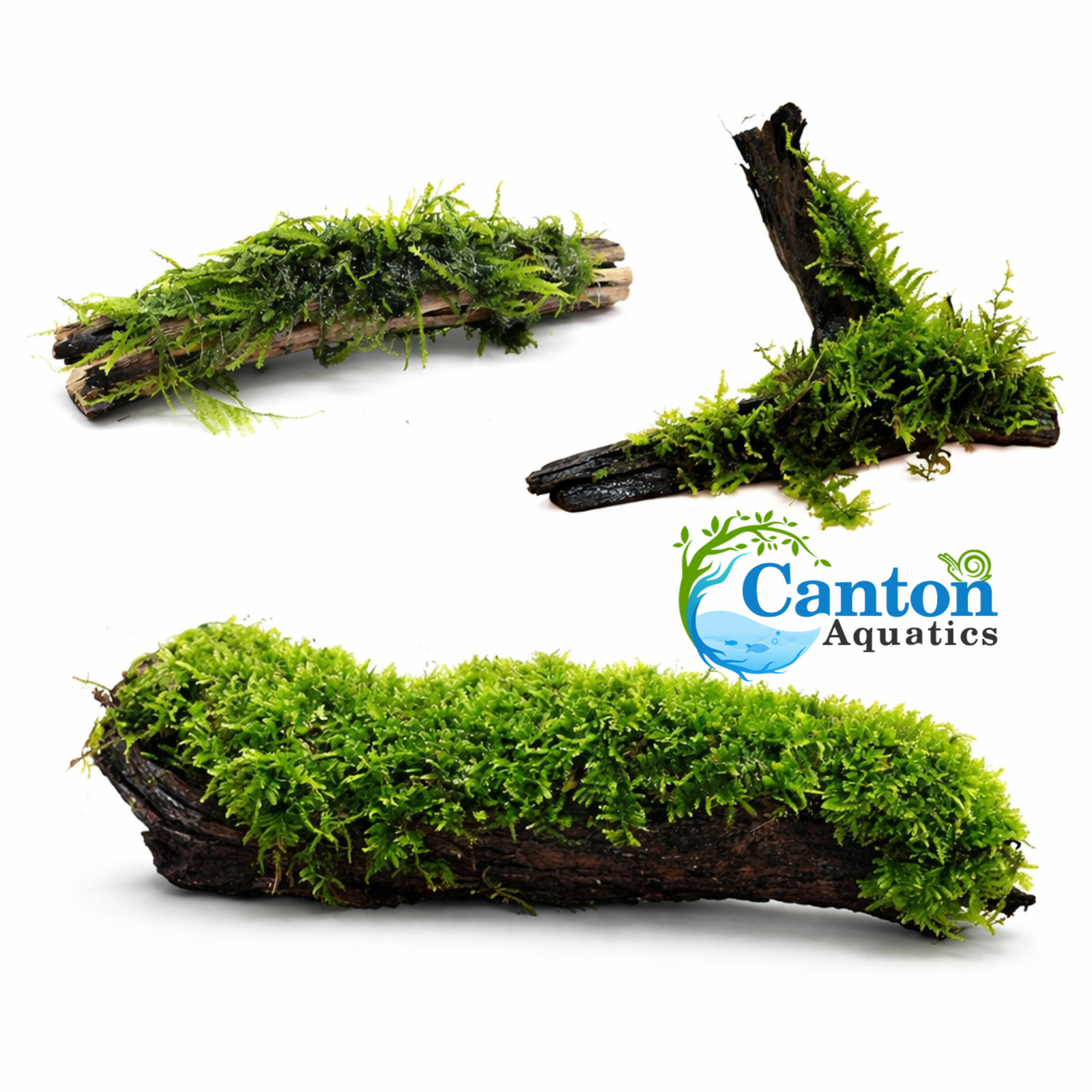 Aquarium Moss On DriftWood Live Aquarium Plants