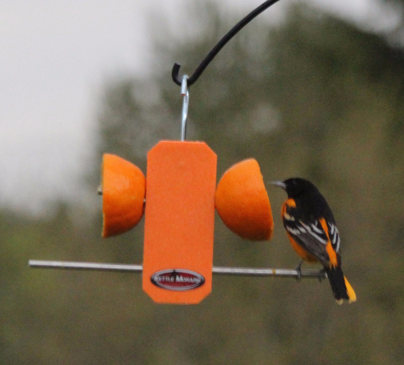 Kettle Moraine Recycled Plastic Single Oriole Orange Fruit Stick Feeder #8337
