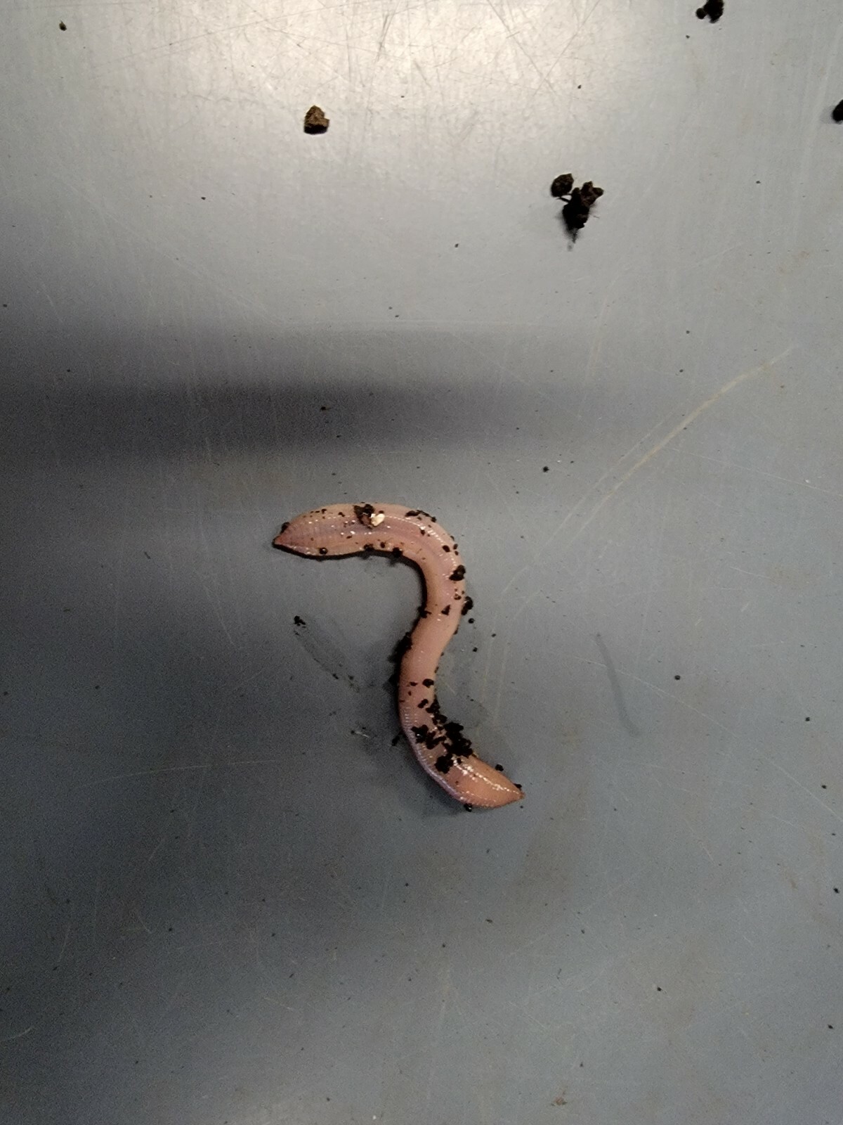 Baby Canadian Nightcrawlers Free Priority Shipping, Live Arrival Guarantee