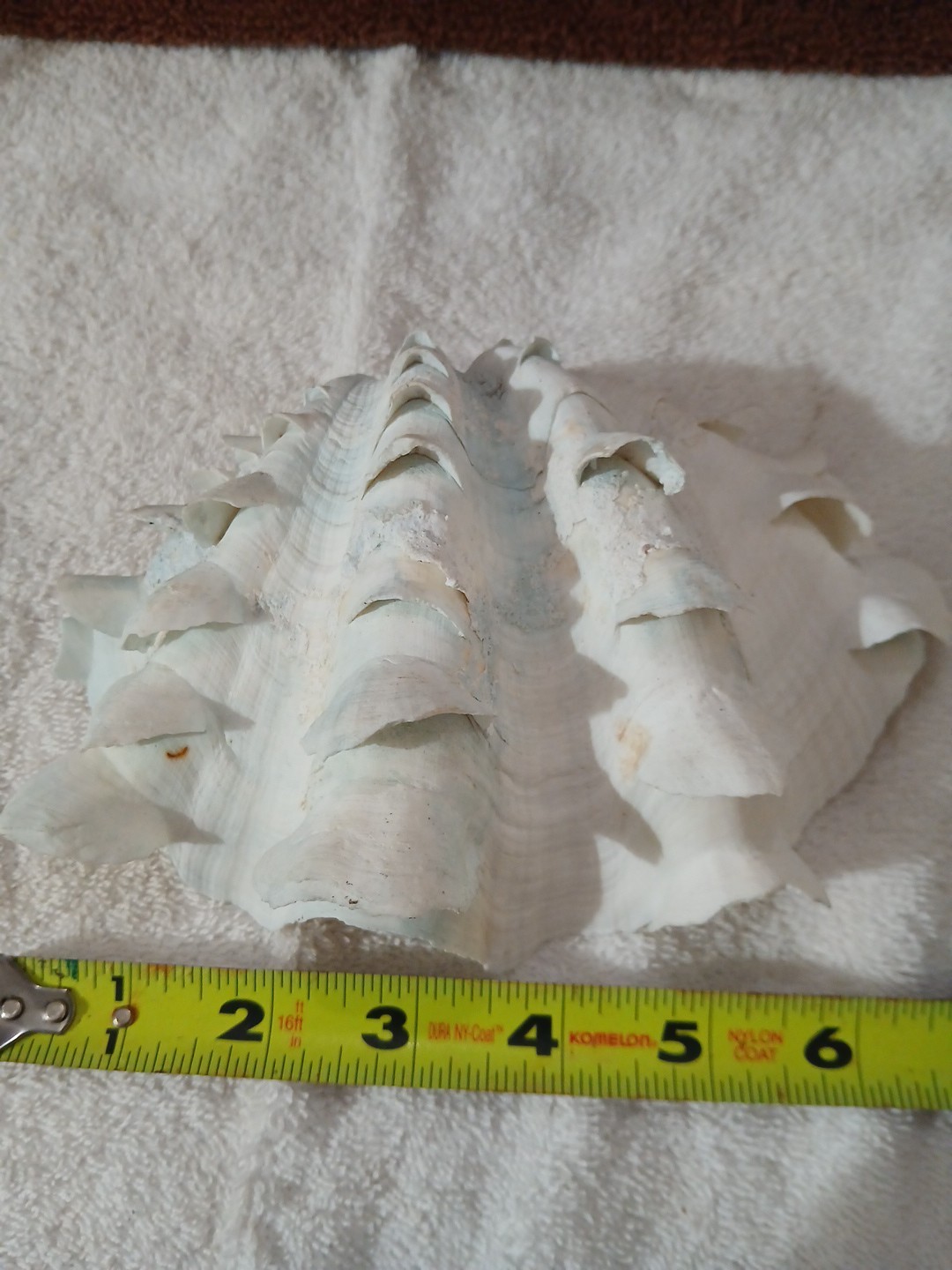 LARGE NATURAL REAL HALF CLAM SHELL