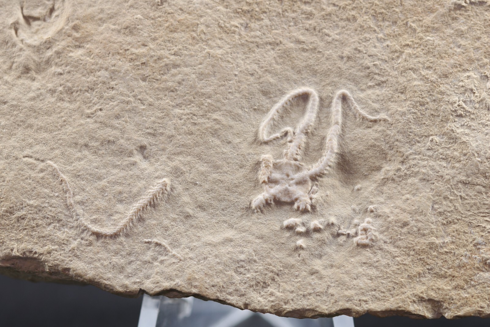 2 Jurassic Brittle Star Fossils Solnhofen Germany COA 5616