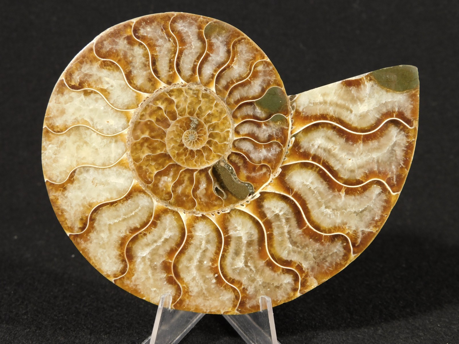 Larger! Cut and Polished AAA Cleoniceras AMMONITE Fossil From Madagascar 149gr