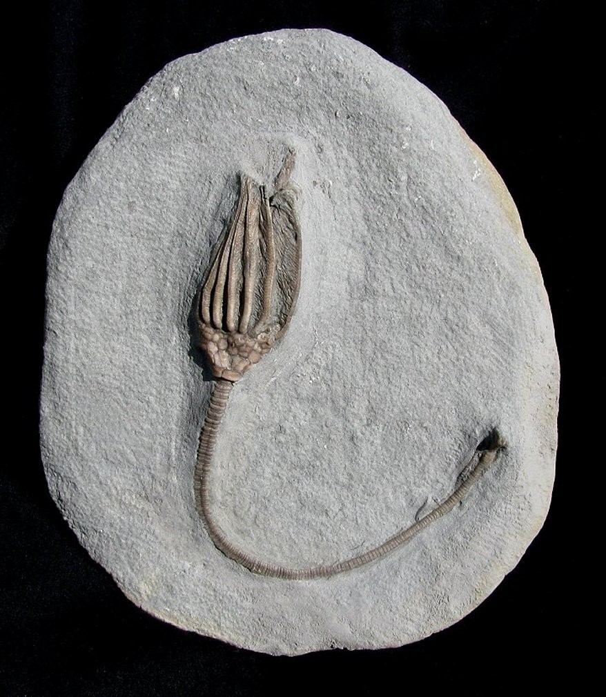 KILLER MACROCRINUS CRINOID FOSSIL W/ LONG STEM, ANAL TUBE, & ROOTLETS- BEAUTIFUL