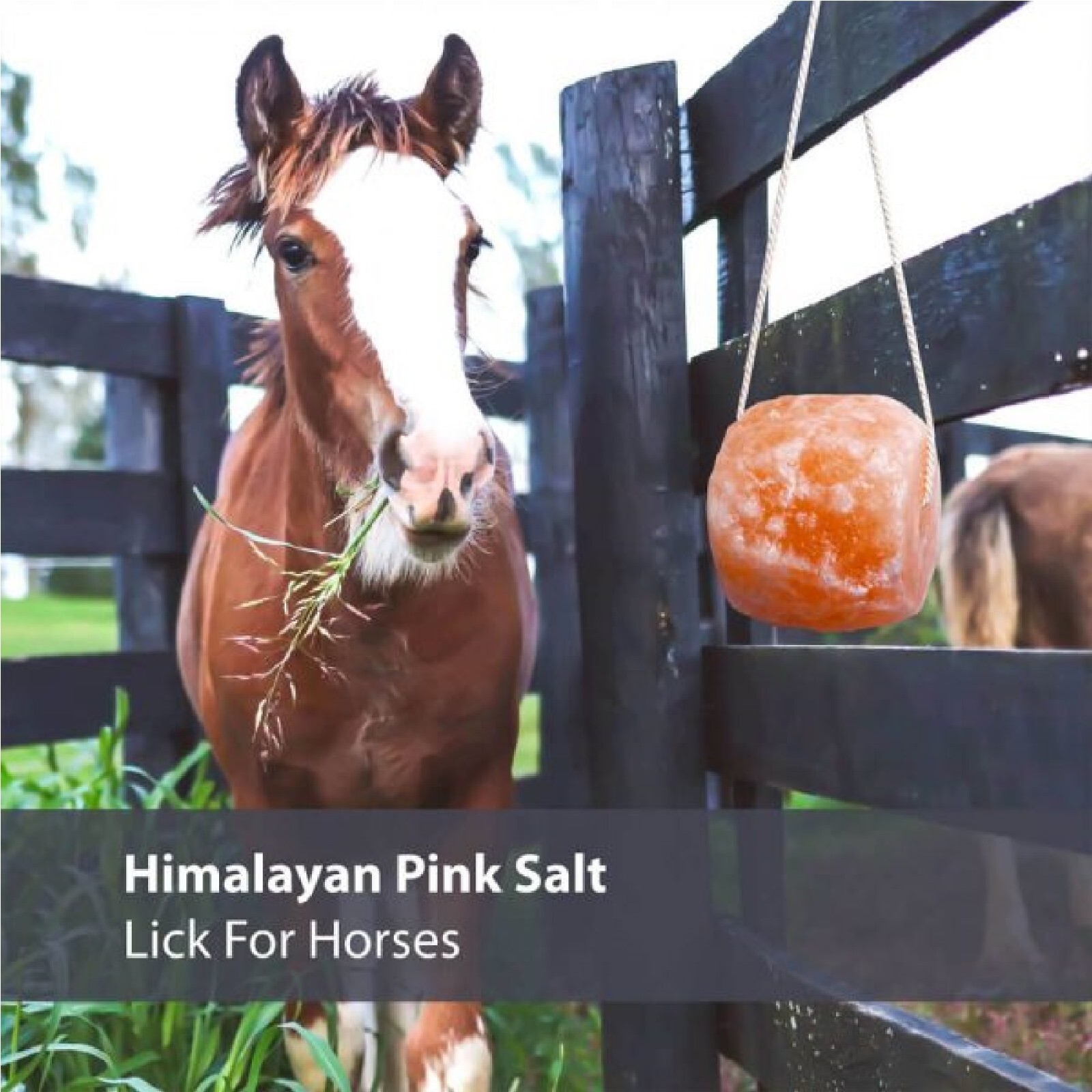 Pack of 2 Himalayan Rock Salt Licks 2 LB Each for Horses - Natural Mineral Block