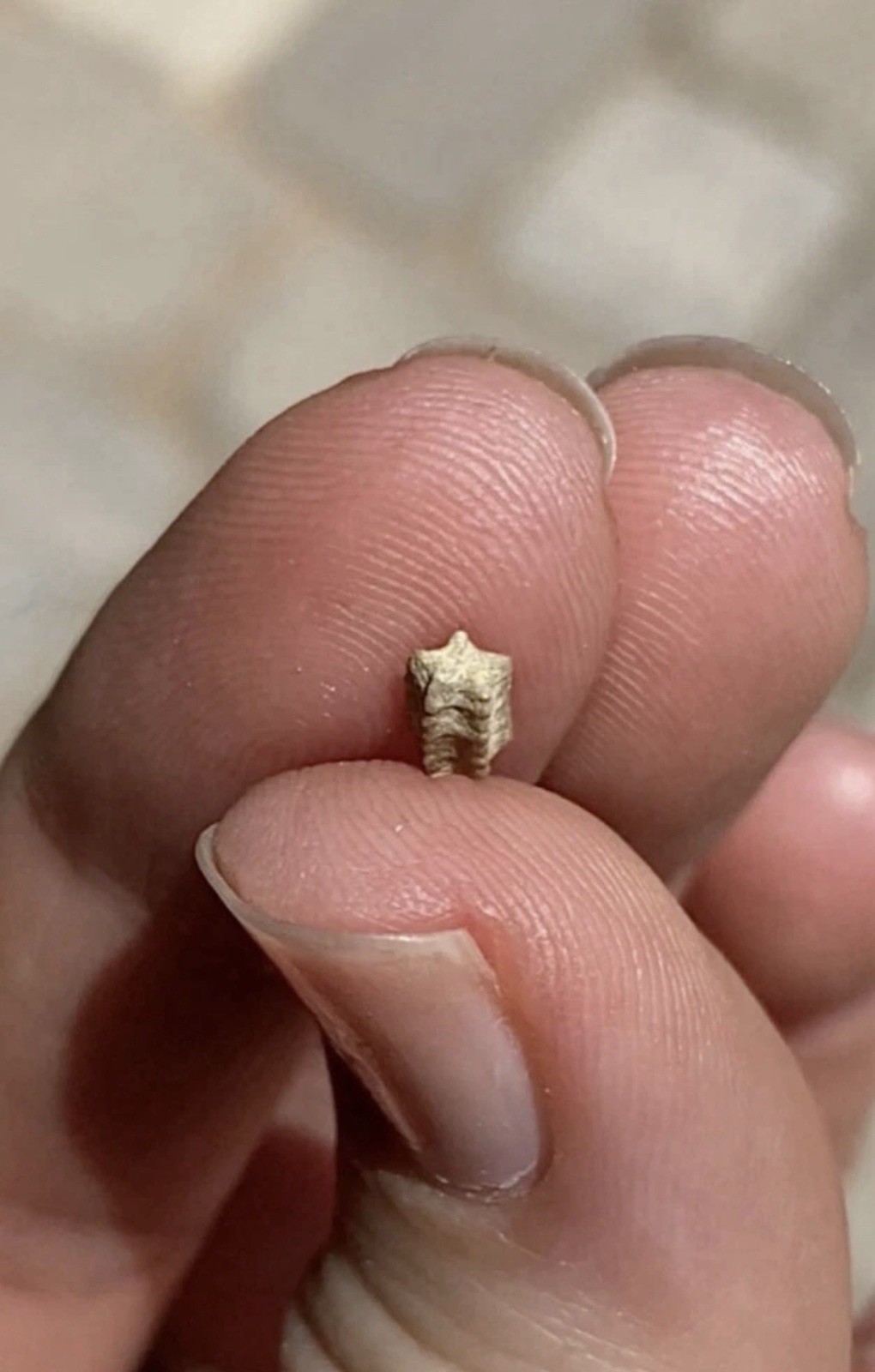 Crinoid Star Fossil Dig Bag