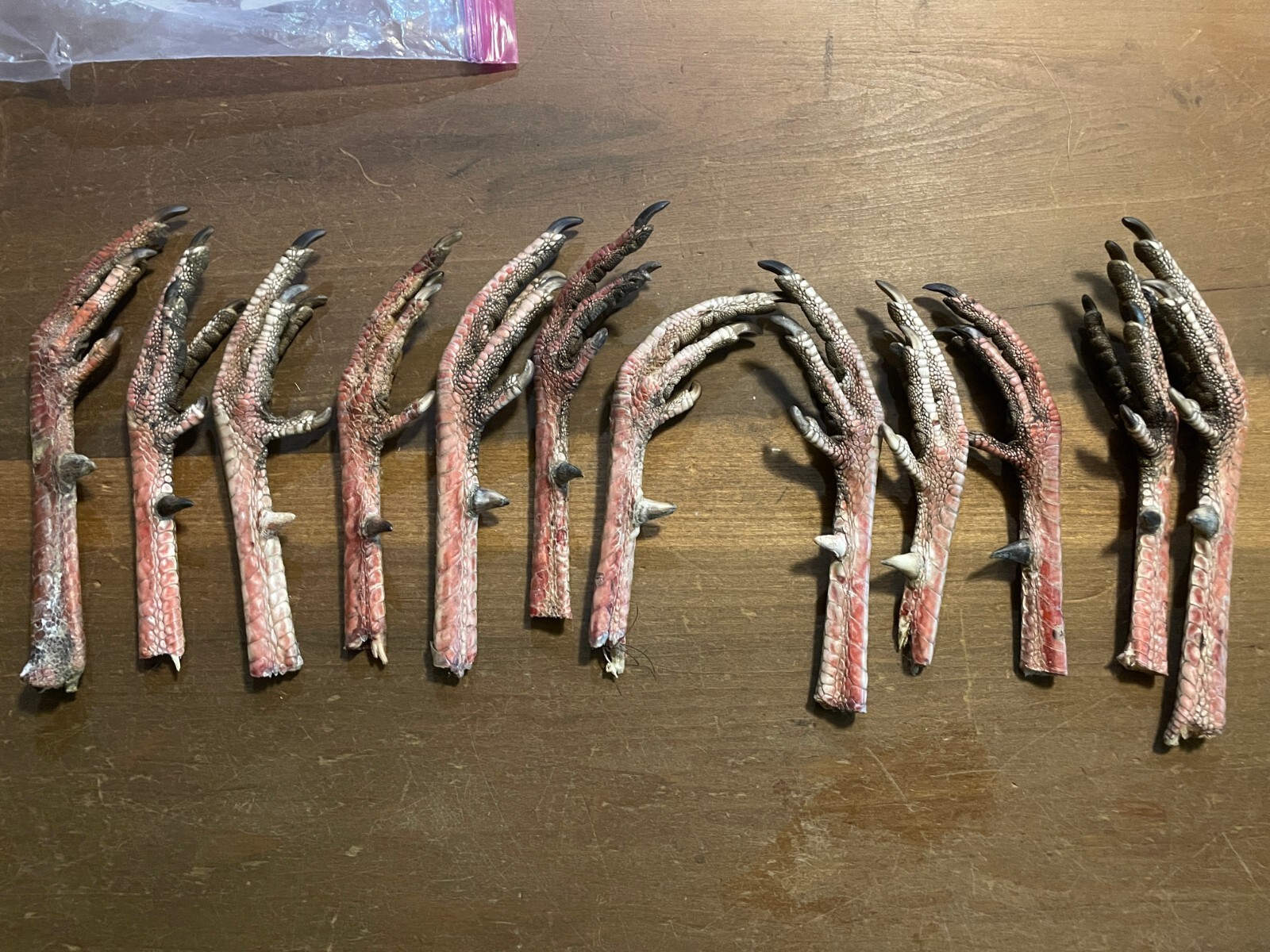 Taxidermy, One Pair 2 EASTERN WILD TURKEY-FEET -Log Cabin,Native American Crafts