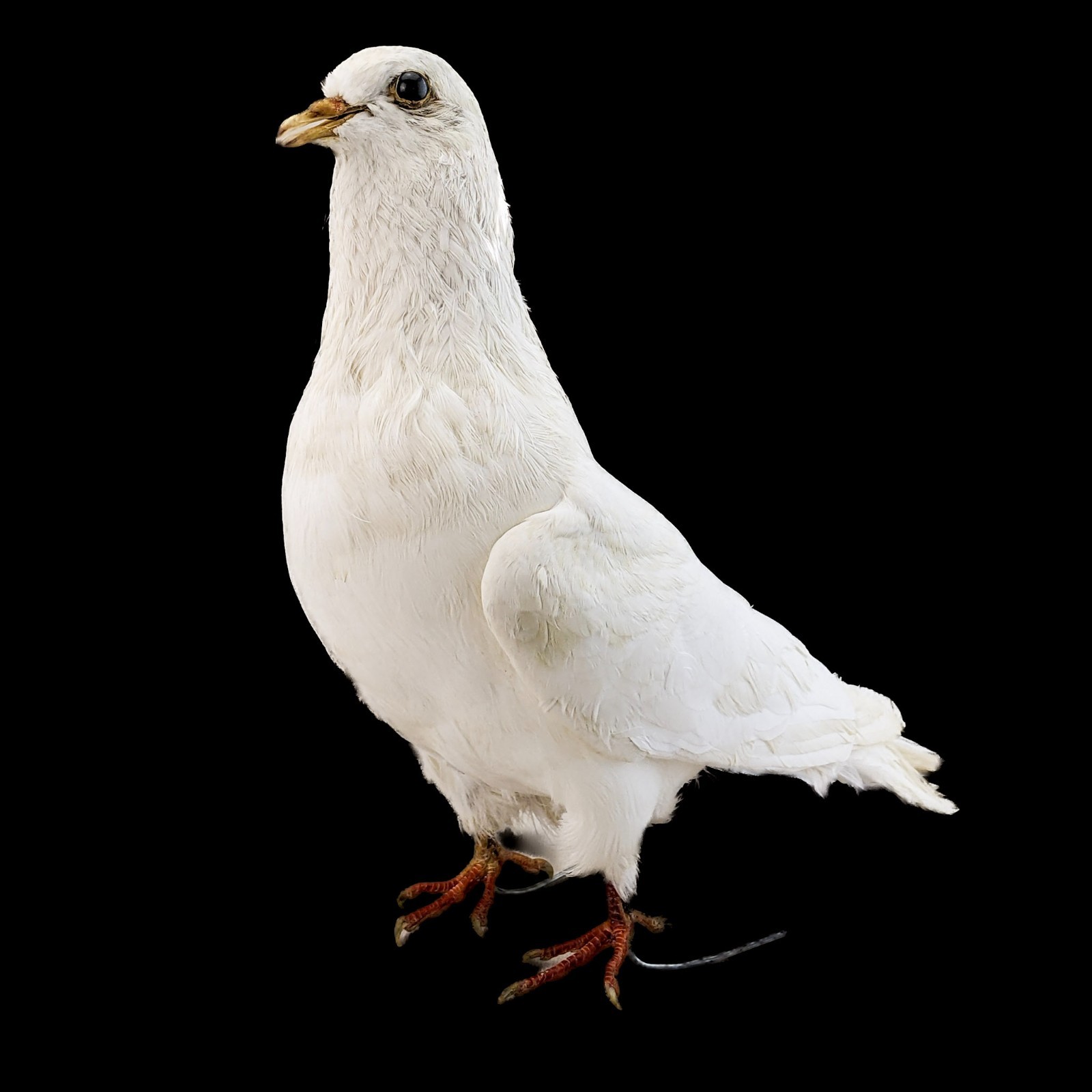 Rock Pigeon bird c livia dove Taxidermy Oddities Curiosities collectible