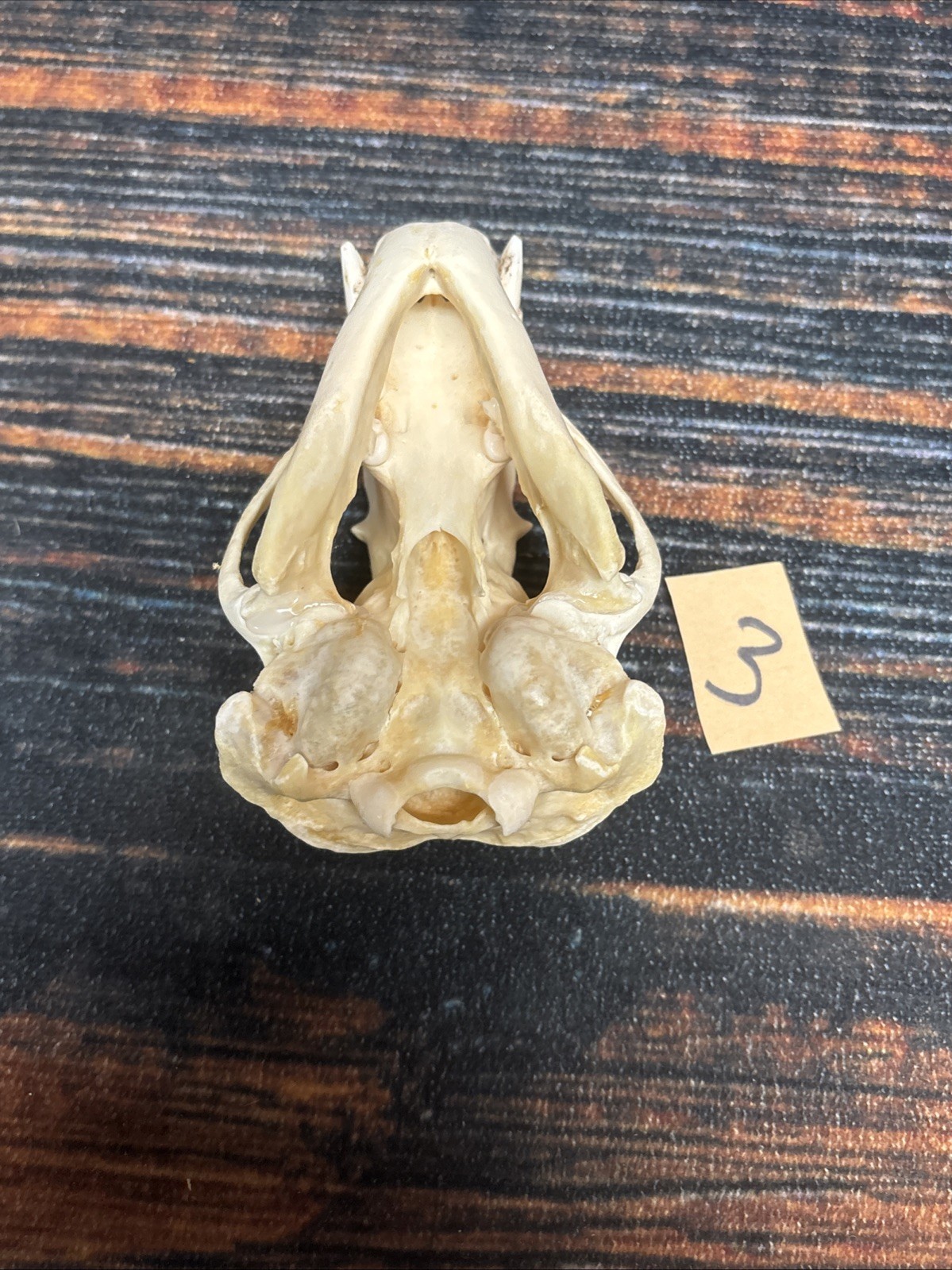 Real XL Badger Skull Unique Gift Halloween Craft Animal Mount Art Model Head Odd