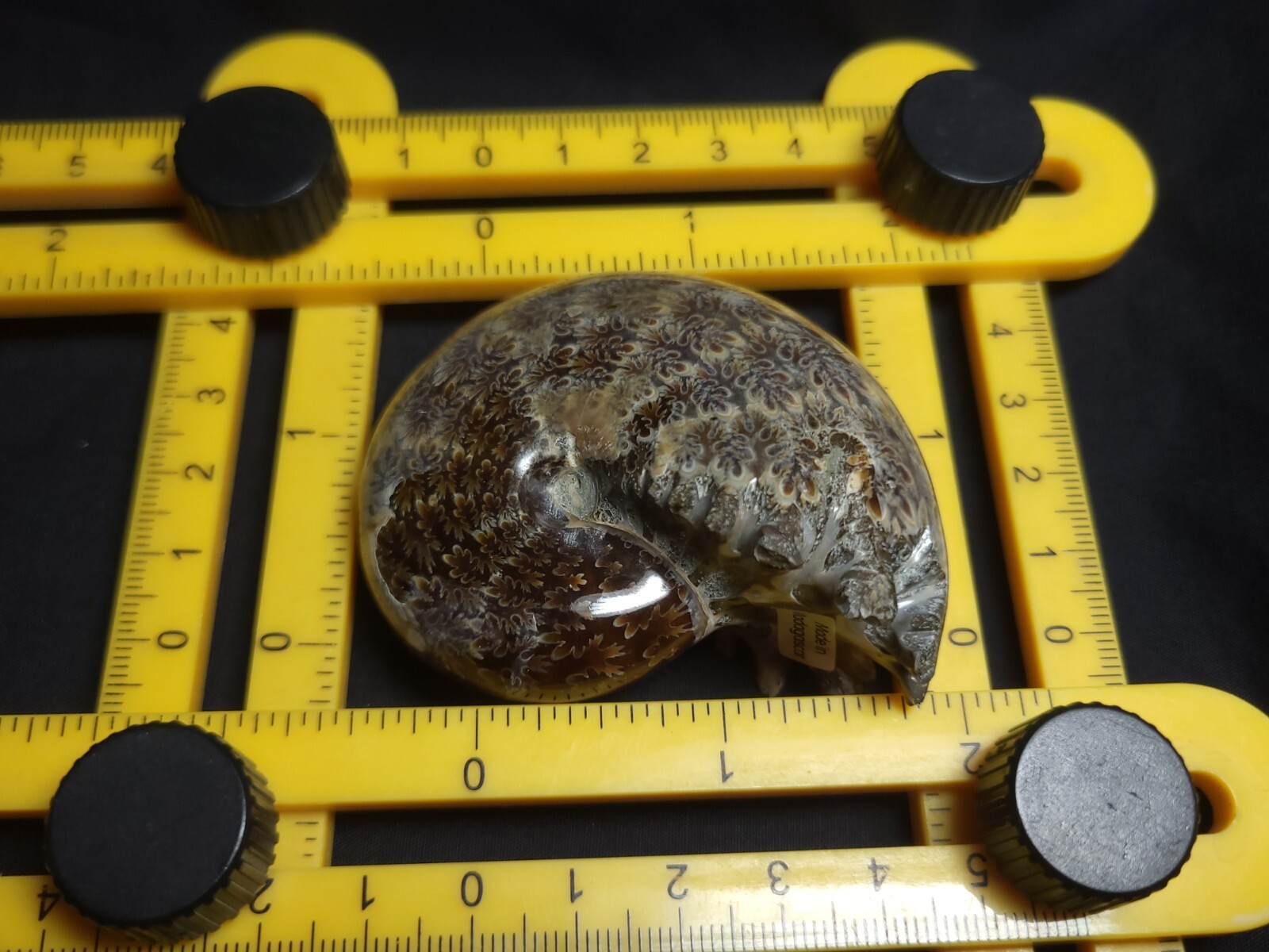 Ammonite Phylloceras Fossil from Madagascar 2.5" (138.6 gr.)