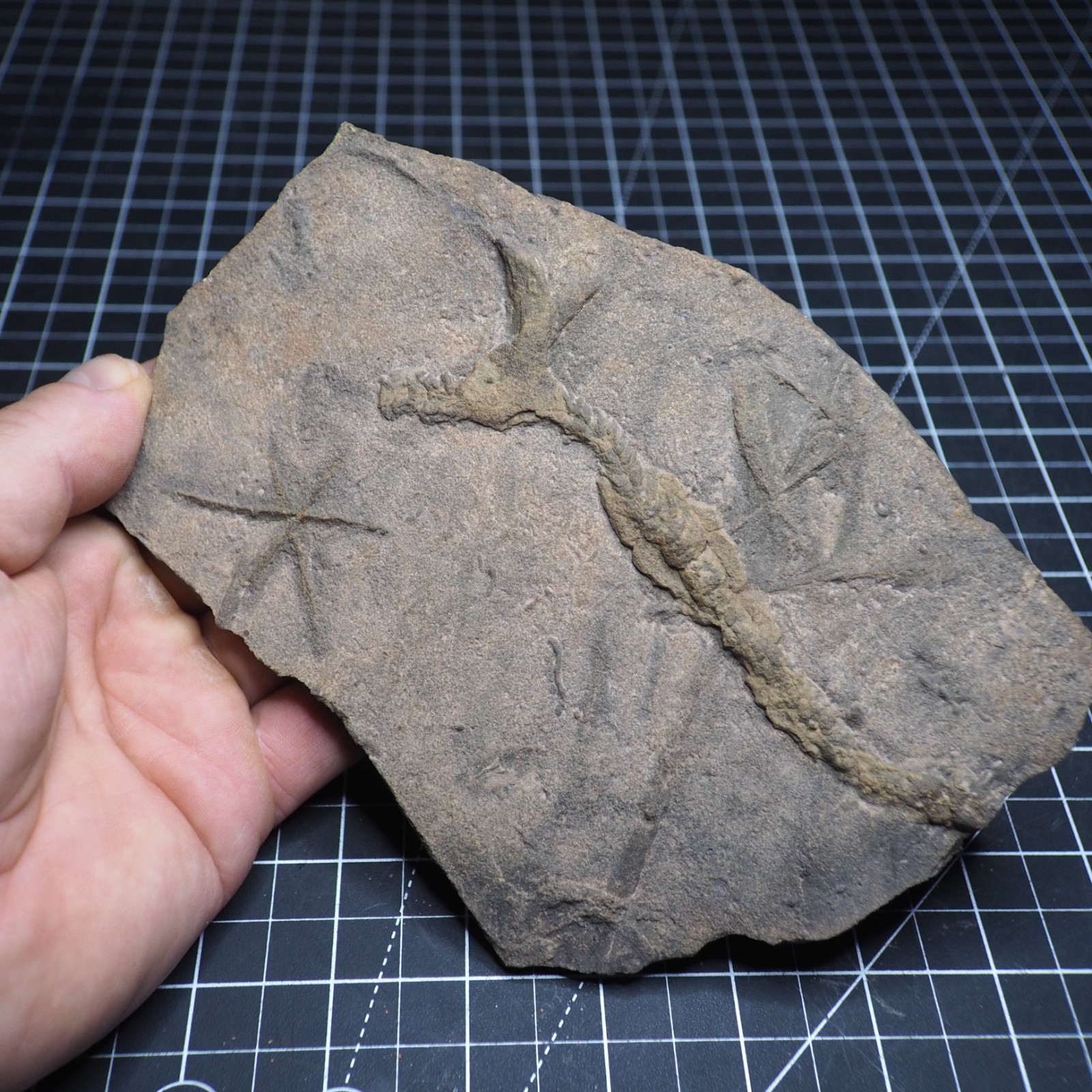 Trilobite Trace Fossil Cruziana Feeding Track Ordovician Morocco Star Trace