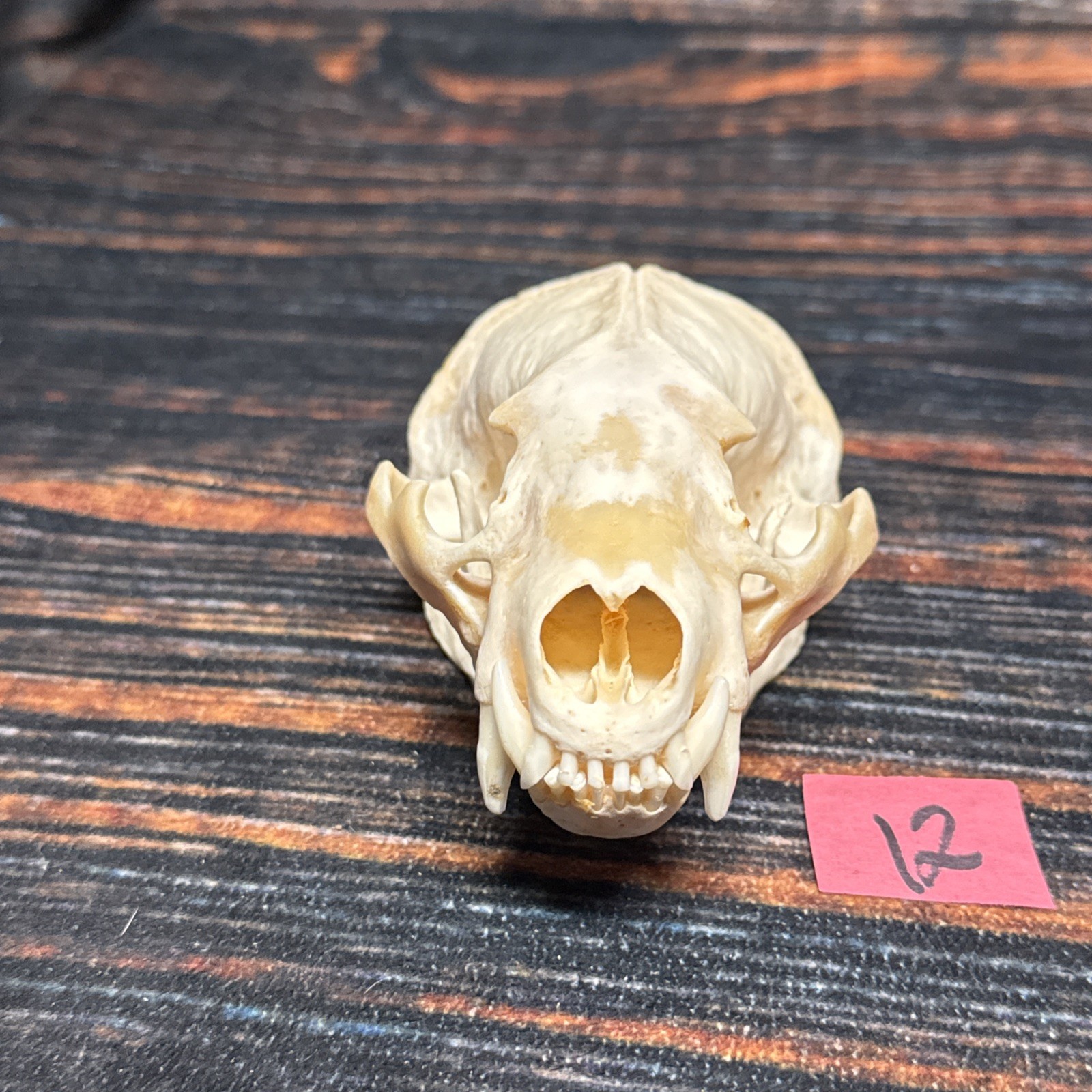 Real XL Badger Skull Unique Gift Halloween Craft Animal Mount Art Model Head Odd