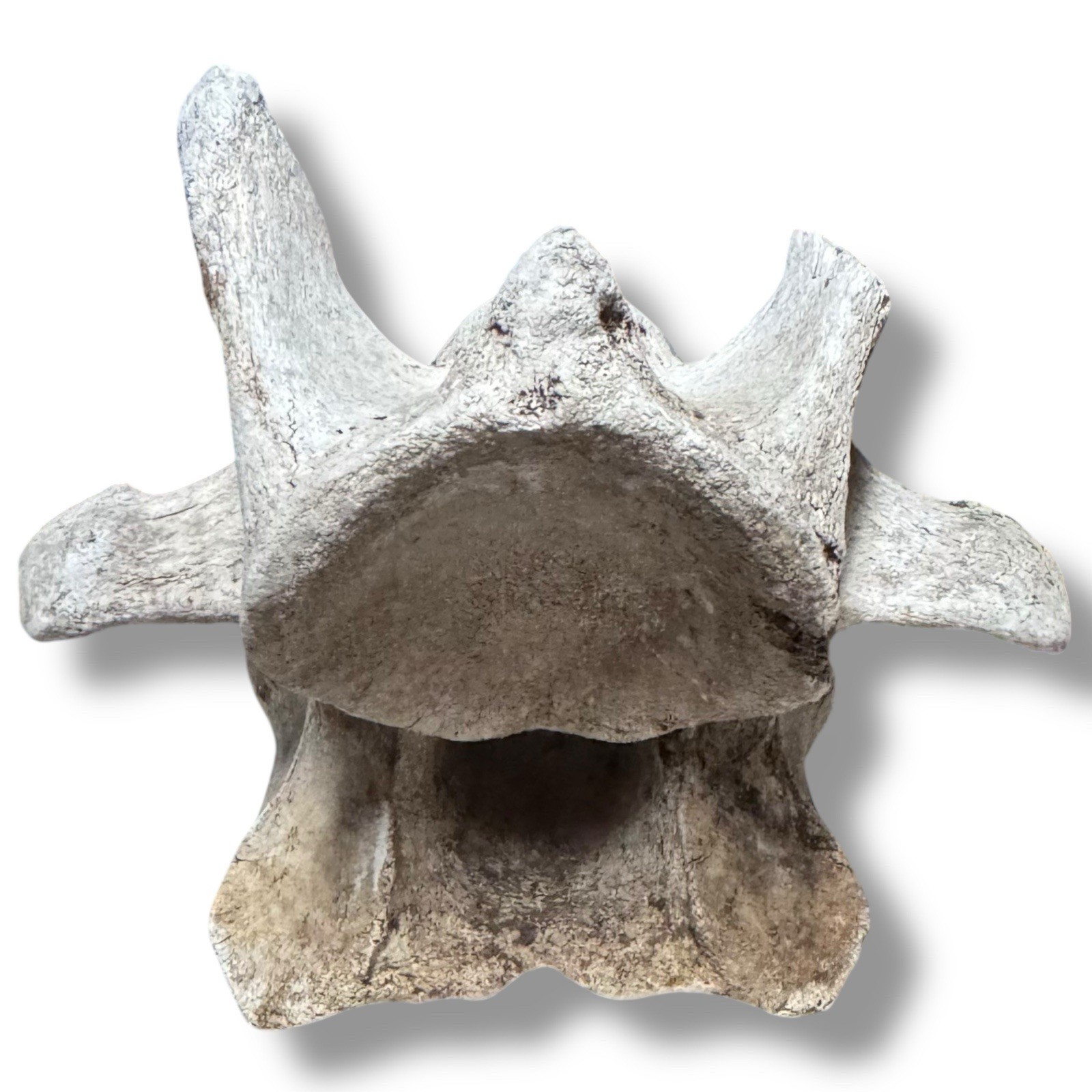 Bison Cervical Vertebra Natural Bone Paperweight Western Decoration No Fossil