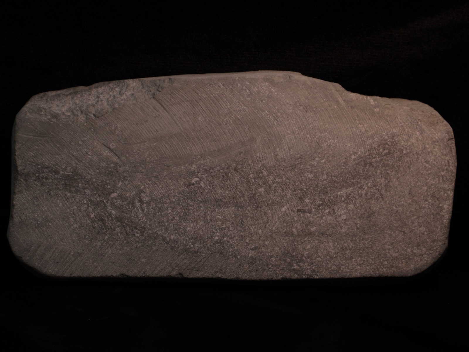 Meaty Plate of Fossil Crinoids, Crawfordsville, IN