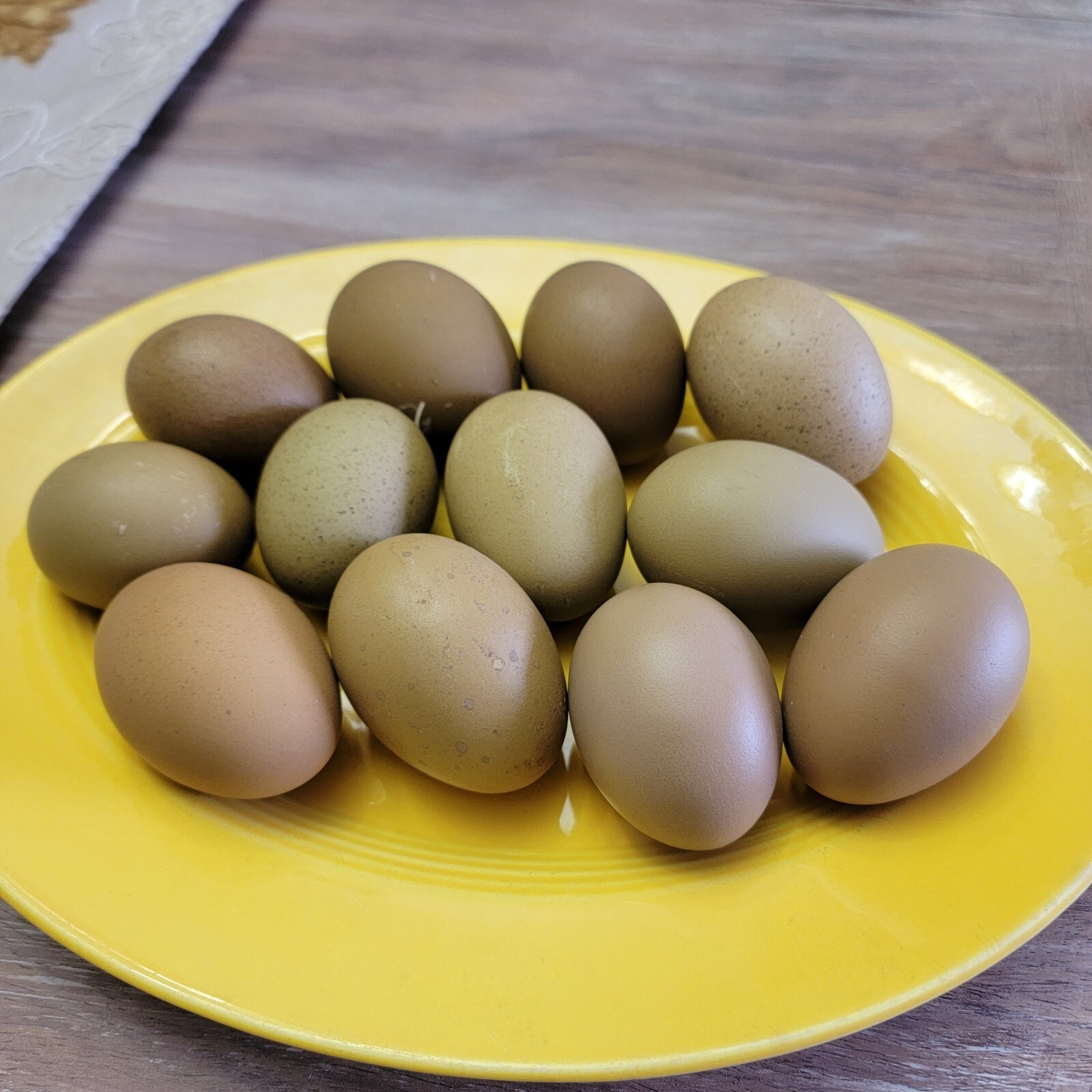 5+ F2 - F4 Olive Egger Hatching Eggs | Fast Free Shipping | TN NPIP CERTIFIED