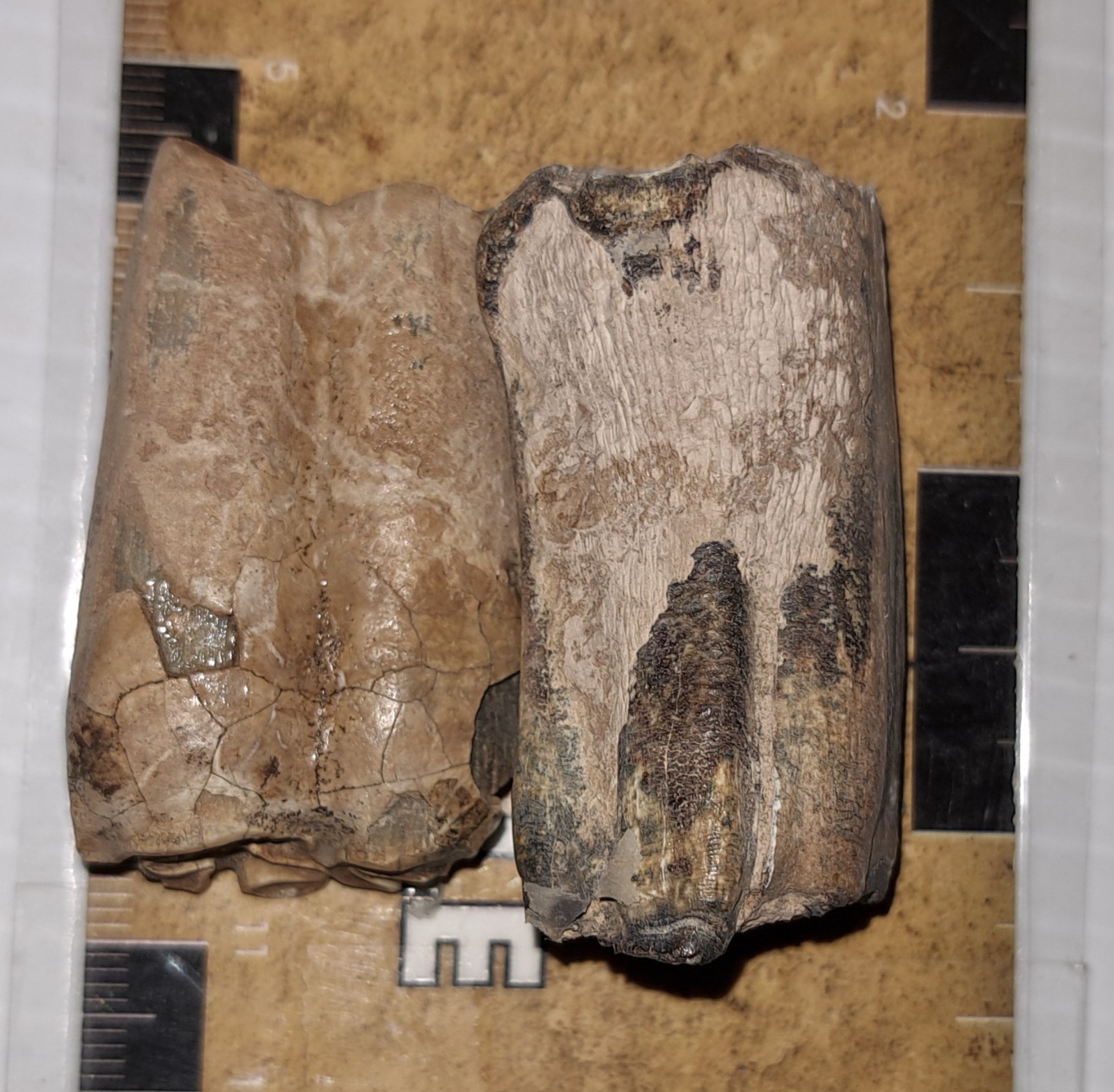 EOCENE FOSSIL HORSE [EQUUS] TOOTH FRAGMENTS FROM ARCADIA, FLORIDA – SPECIMENS #5