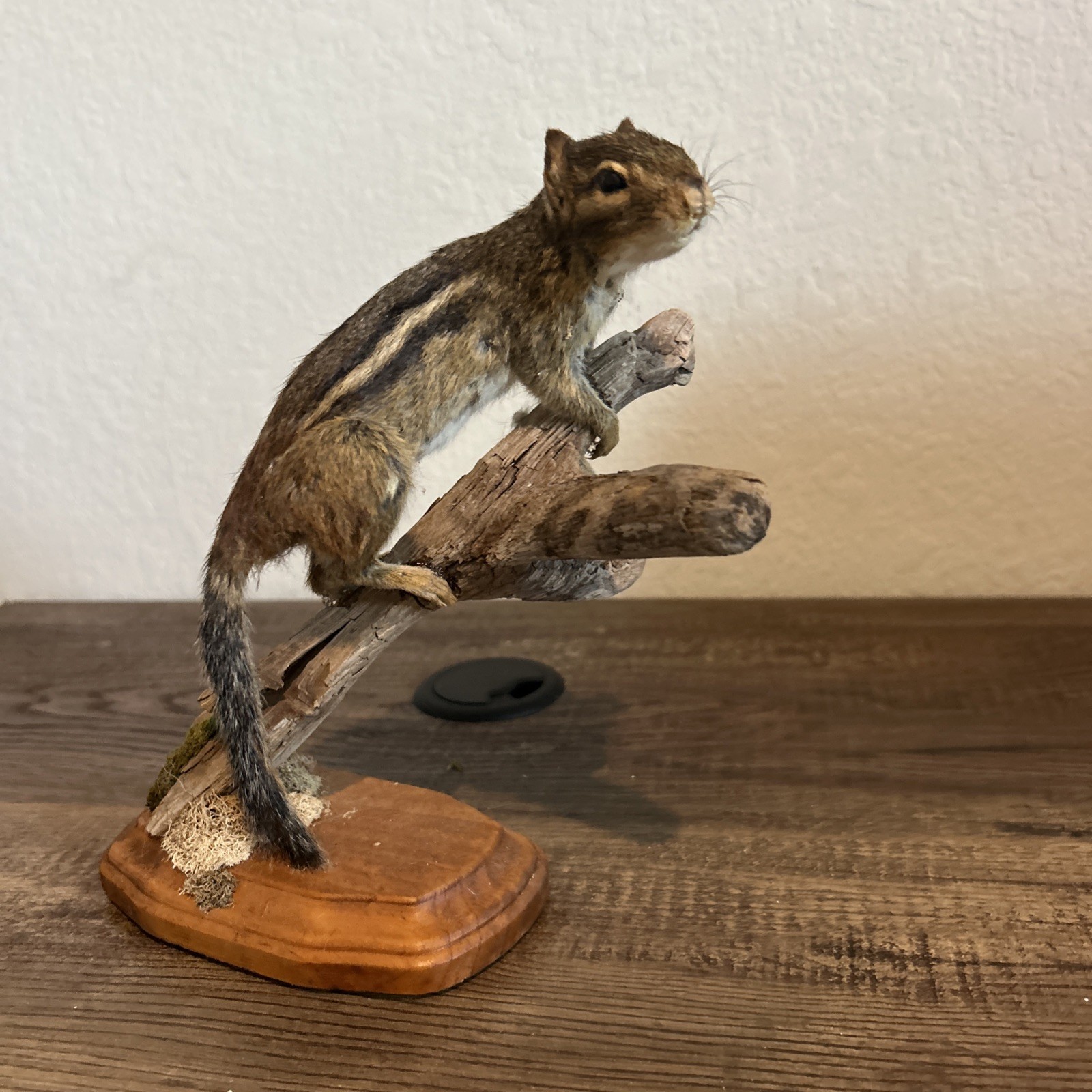 Chipmunk On Base ~ Taxidermy
