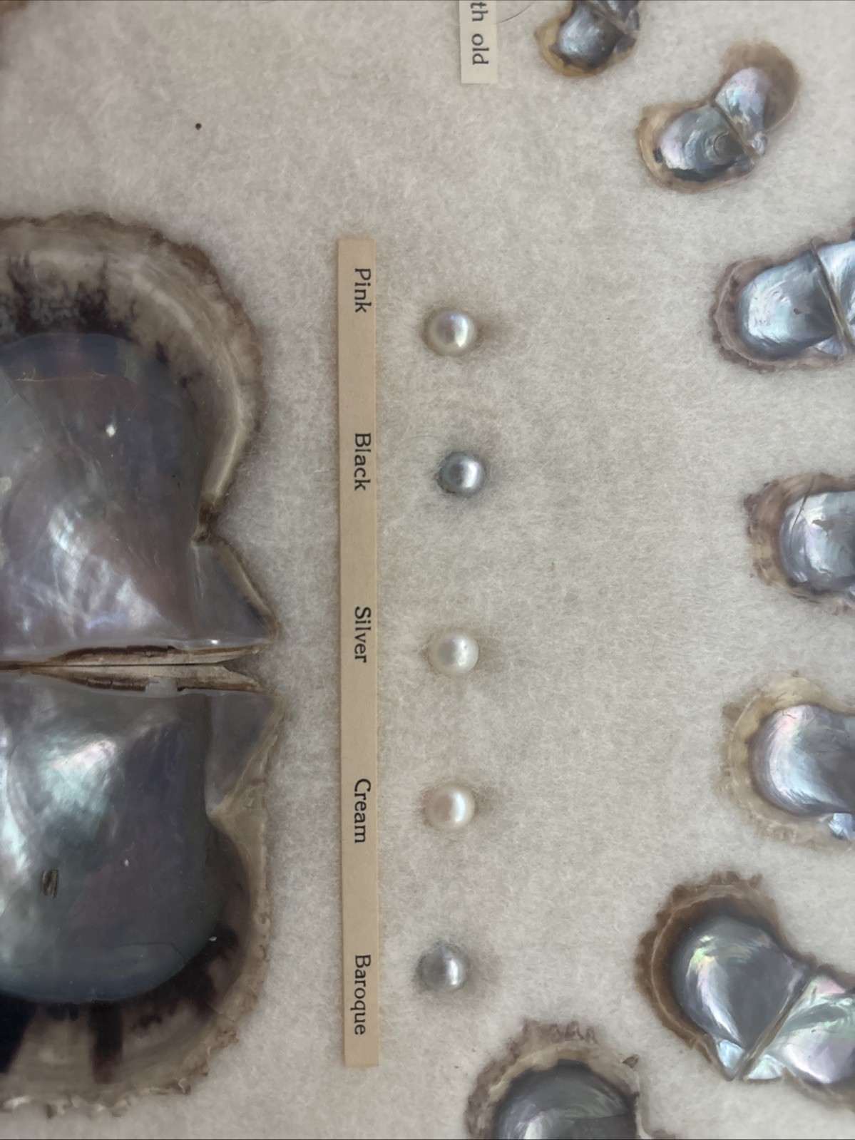 VINTAGE 1940S FRAMED CULTURED PEARLS & SHELLS JAPANESE OYSTER GROWTH DISPLAY