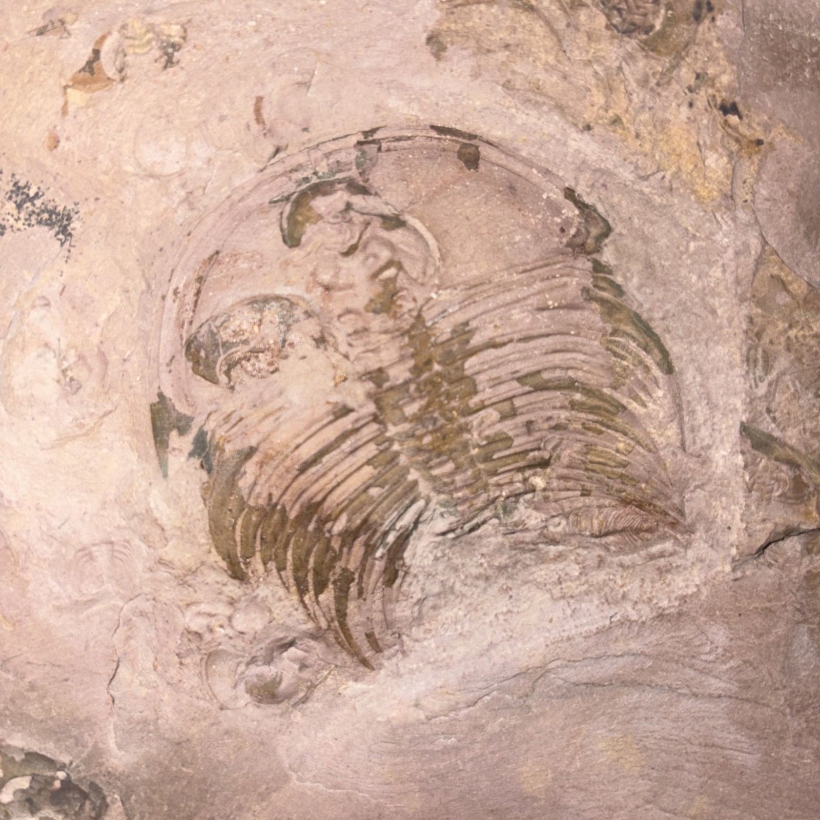 Fossil Trilobite Lower Cambrian Olenellus Fowleri Partial But Huge Red Shale