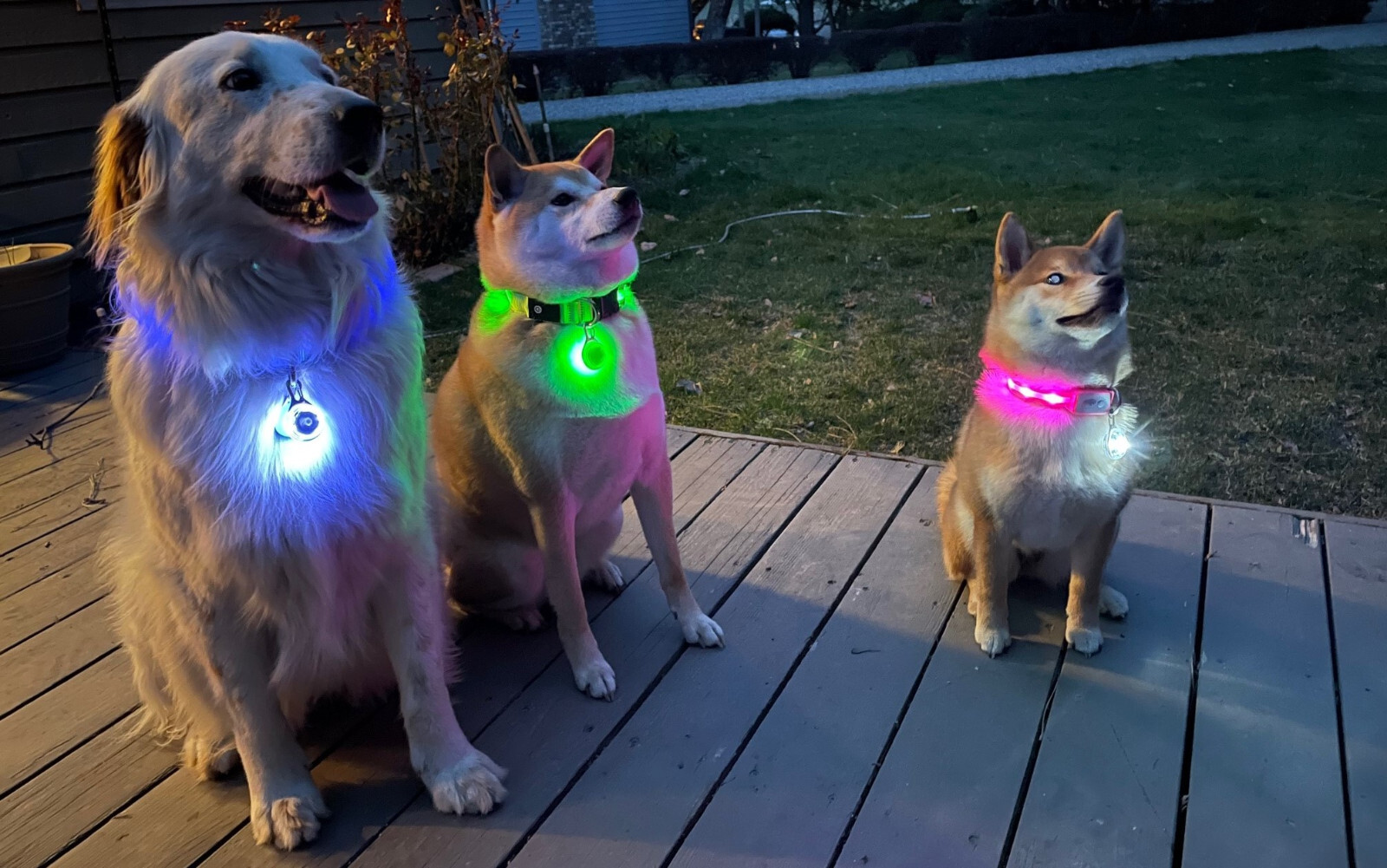 Rechargeable Dog Cat Collar Lights LED Clip on Light Veteran Owned