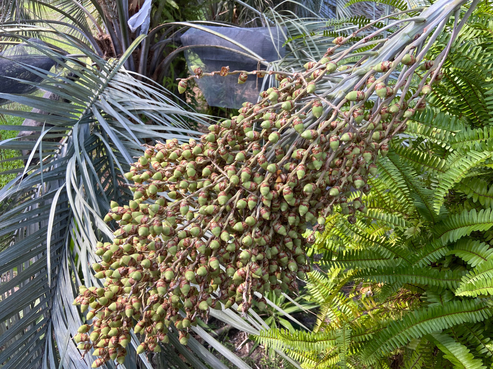 Butiagrus Seeds! F1 Hybrid Mule Palm Seeds. Rarely Ever Offered! Cold Hardy!