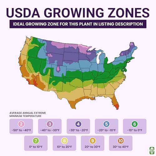 Double Pink Amaryllis Bulb – Large Bulb for Planting, 4-8 Blooms, 16–24" Tall