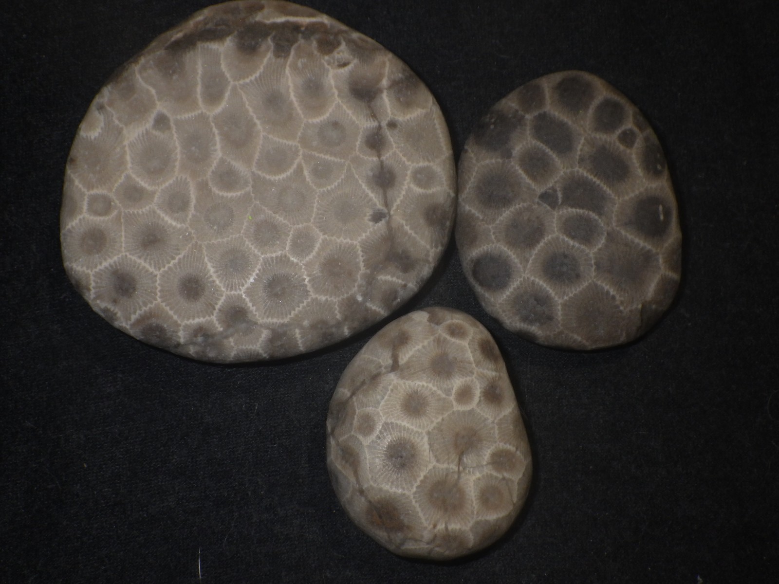 Unpolished Petoskey Stones