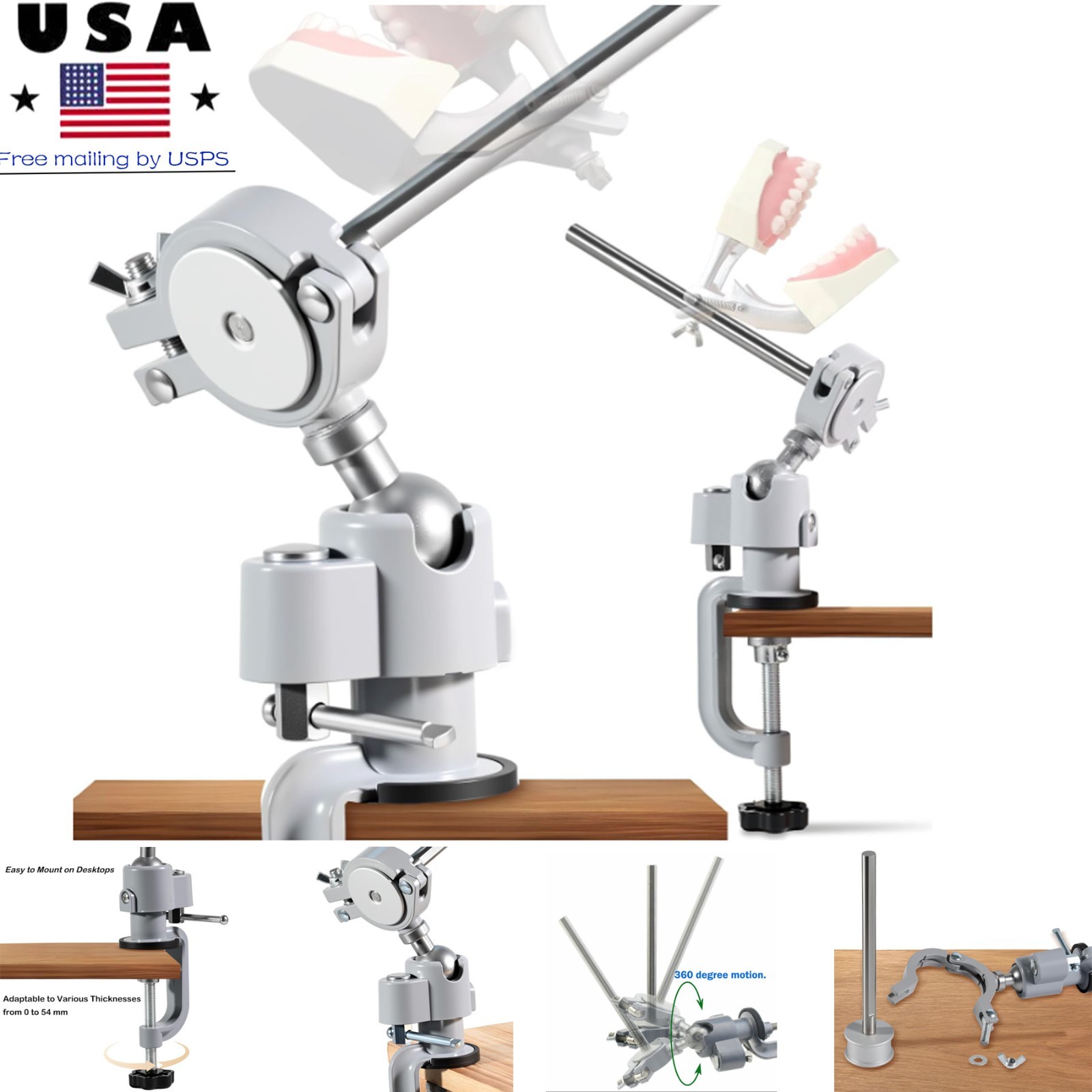 Dental Columbia Dentoform 860 Type Typodont​ 32 Teeth Removable​ Mounting Pole