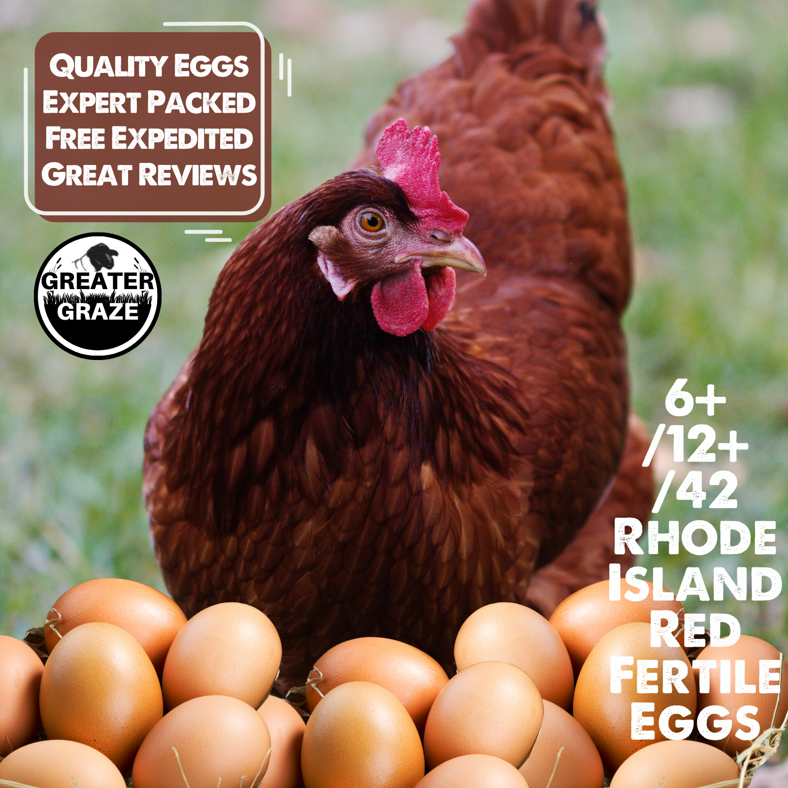 6+/12+/42 Rhode Island Red Hatching Eggs: Fresh, Fertile, Unmixed, Free Range