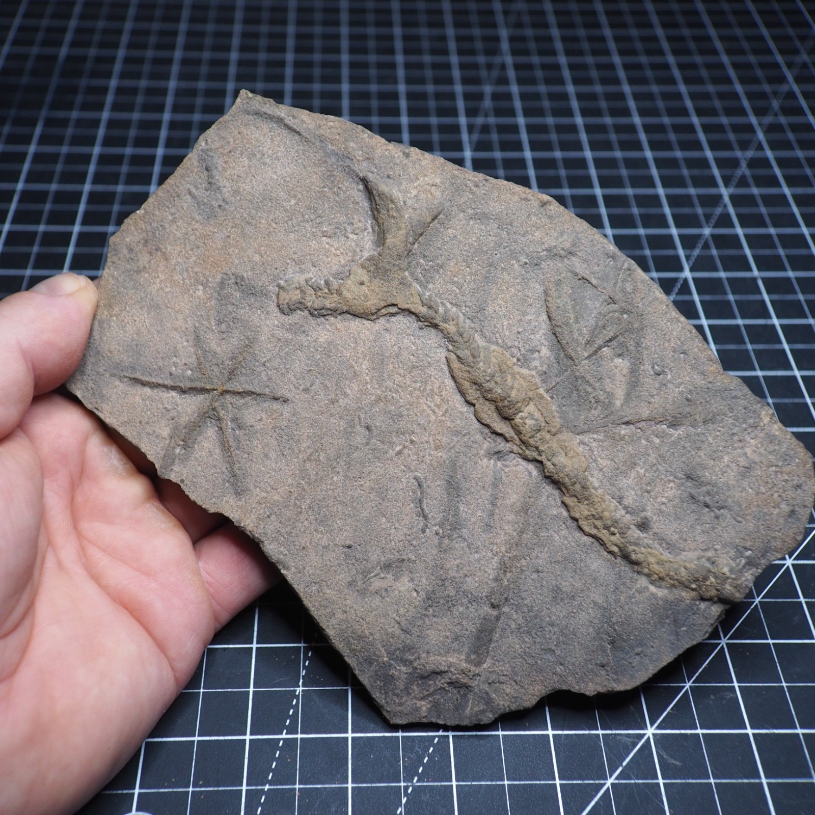 Trilobite Trace Fossil Cruziana Feeding Track Ordovician Morocco Star Trace