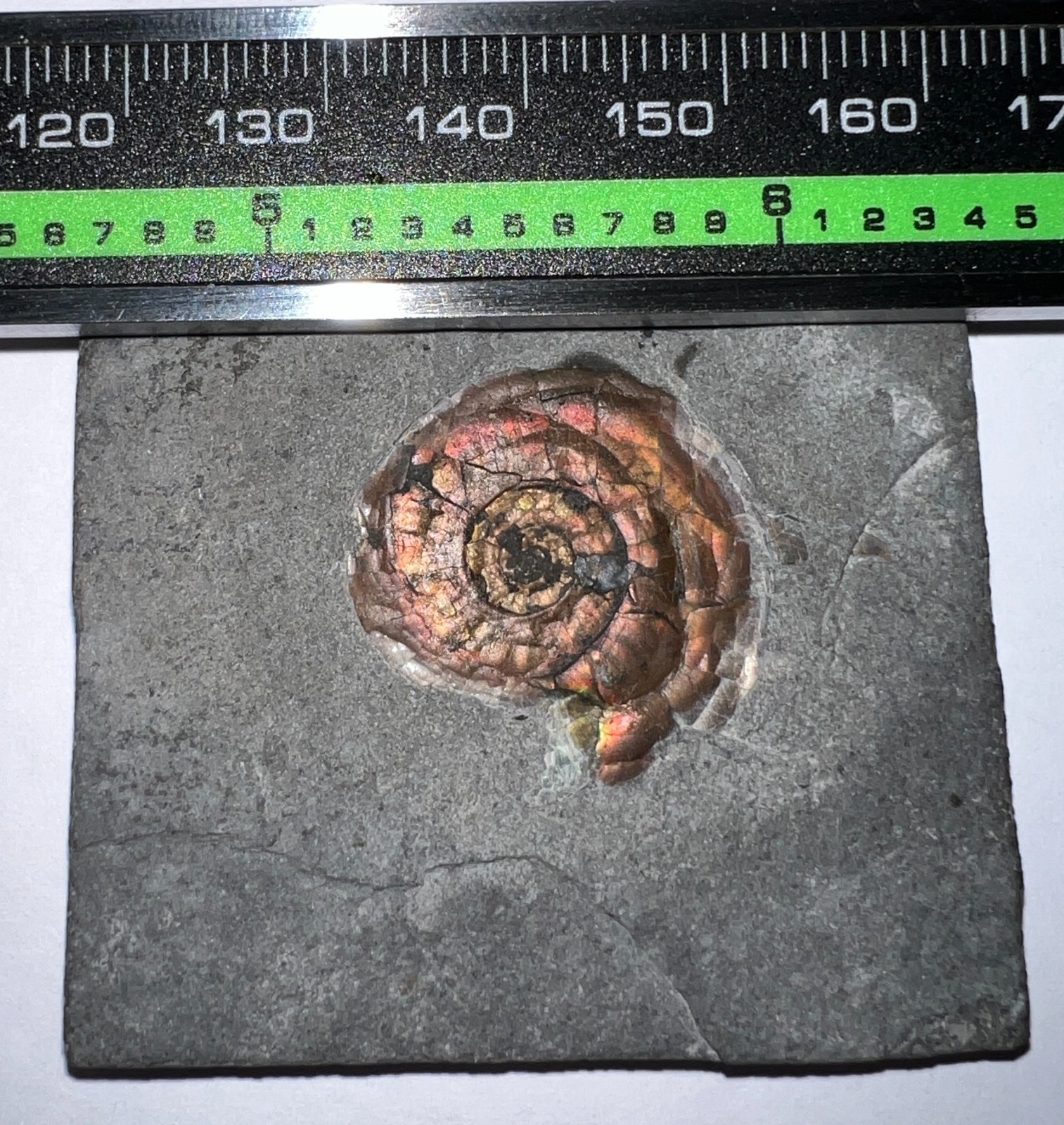 Rare PSILOCERAS IRIDESCENT AMMONITE Fossil .86 Inches Jurassic Dinosaur Era