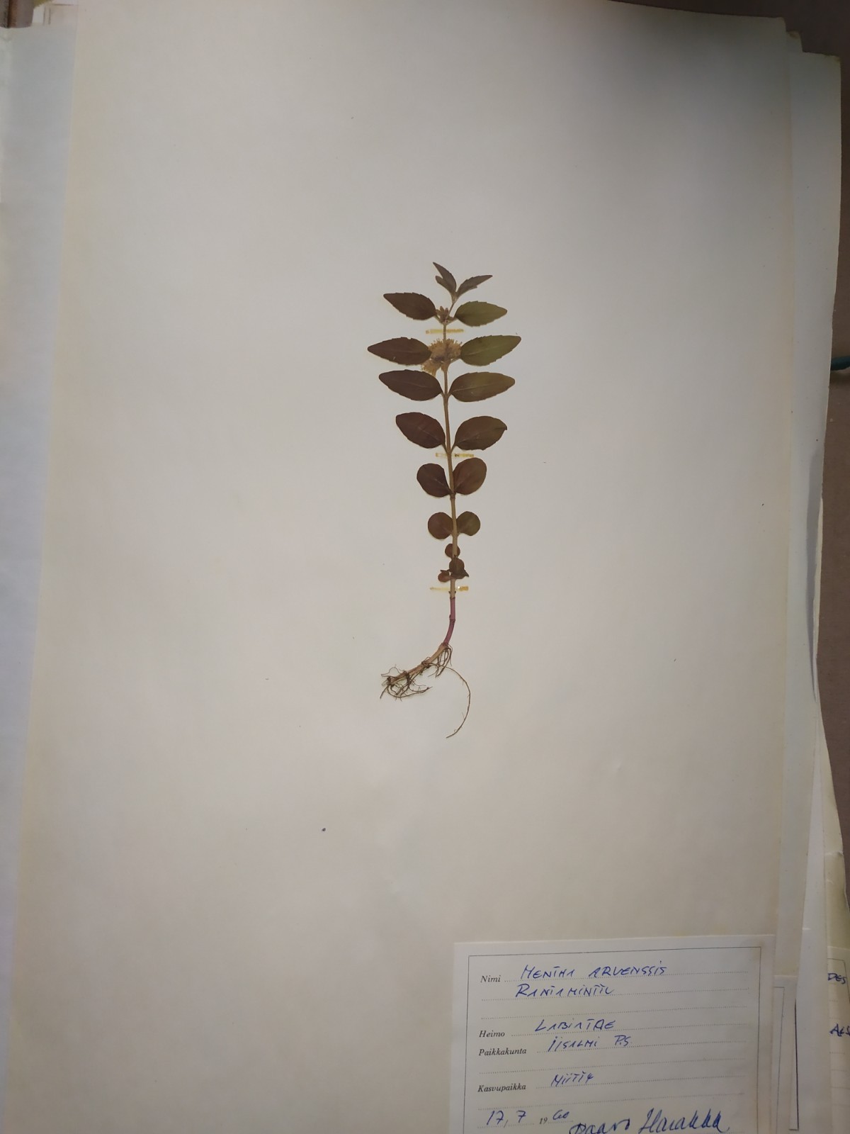 Antique Finnish Herbarium Botanical Pressed Plant specimens scrapbook 60's 50's