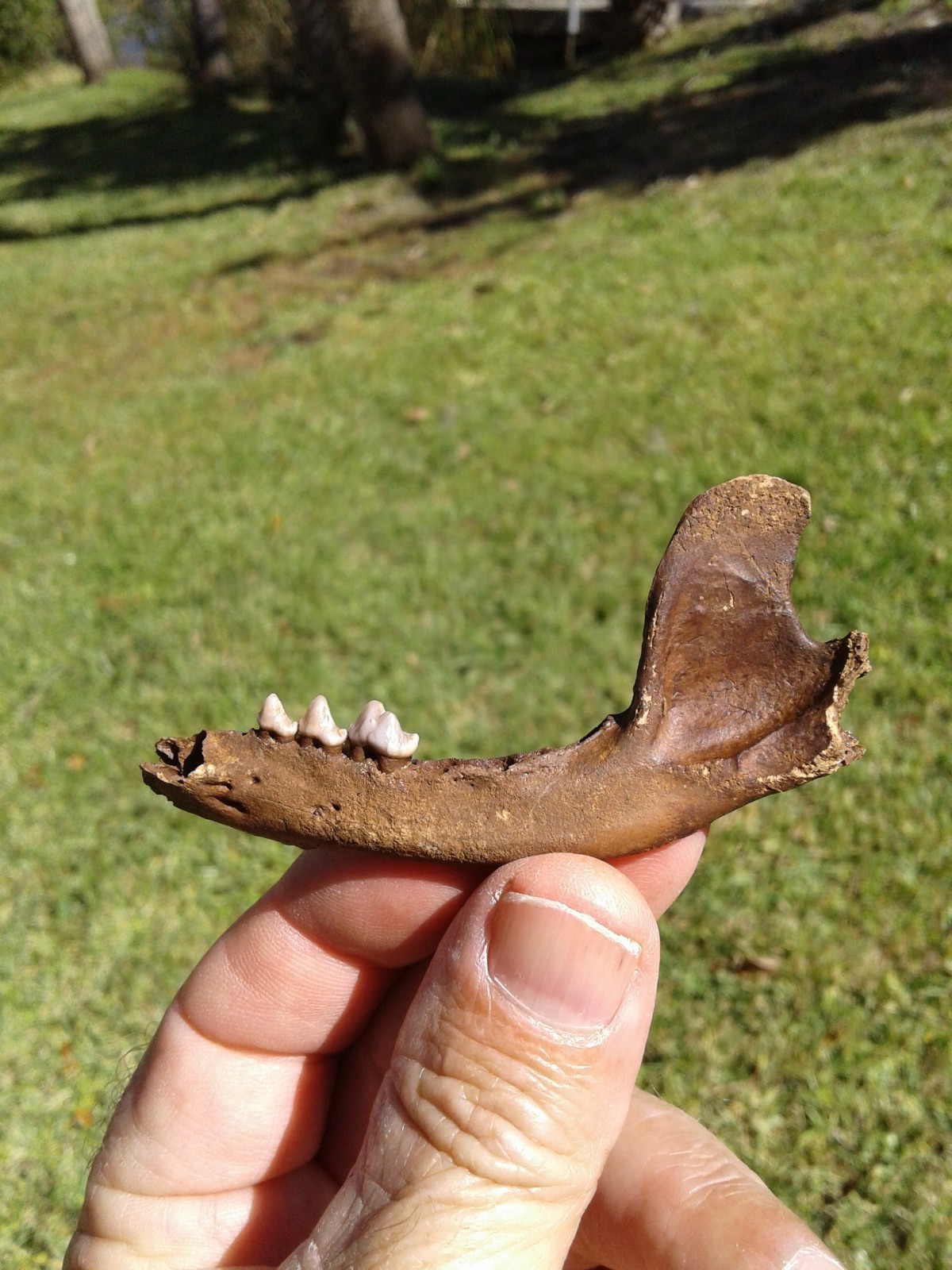 Bargain 3 Jaws Raccoon And River Otter Florida Ice Age Fossil Mammal Teeth