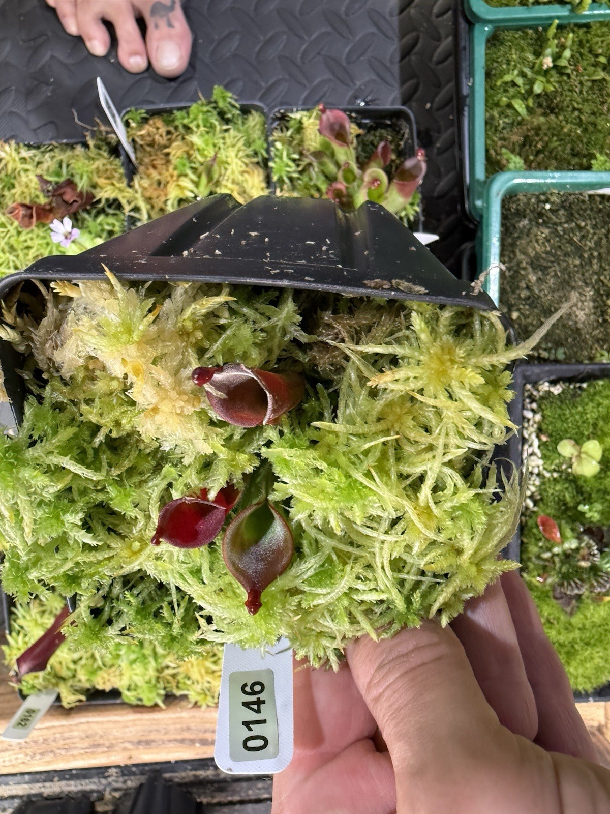 Heliamphora Minor X Cherry Top